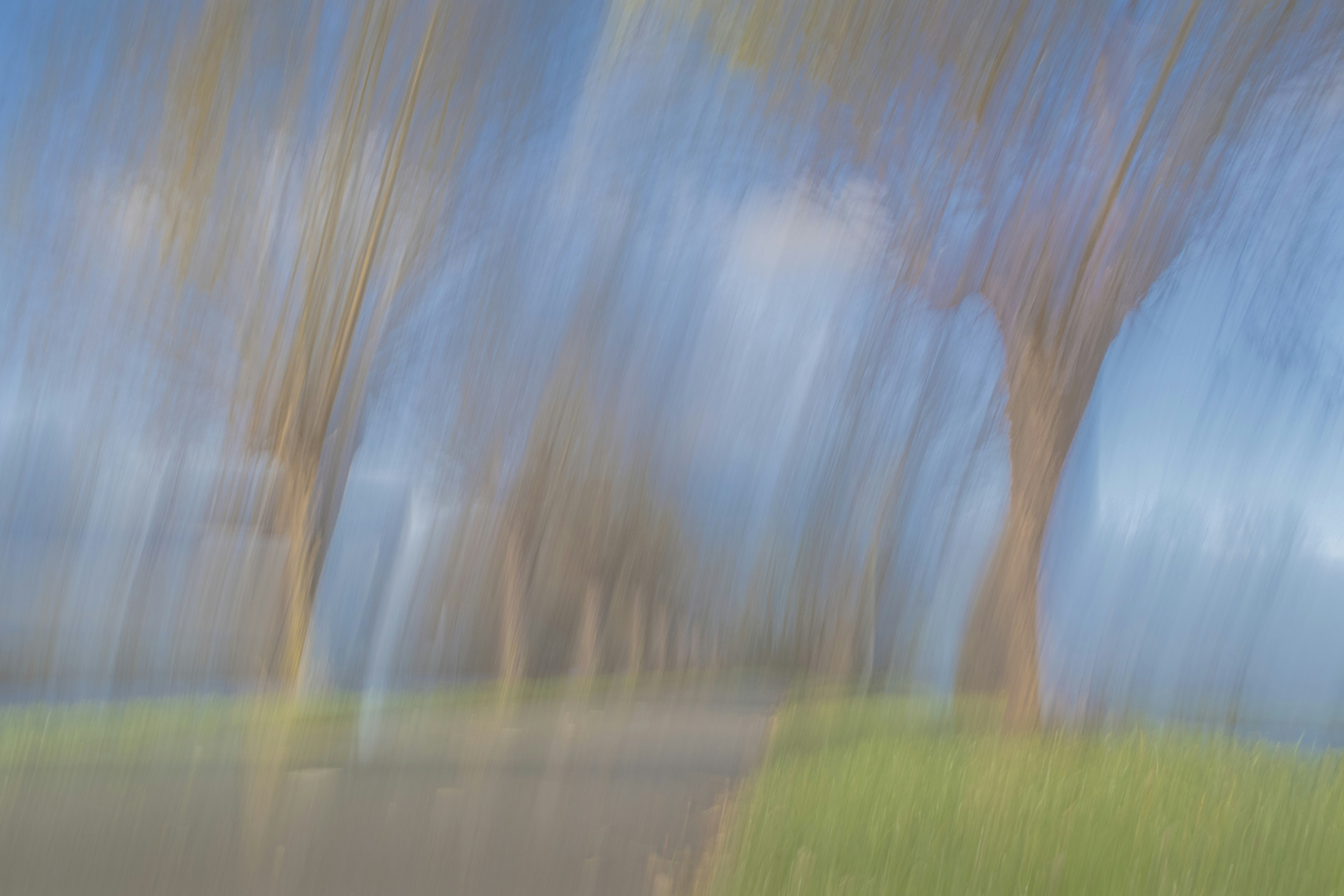 Blurry trees line a path with grass.