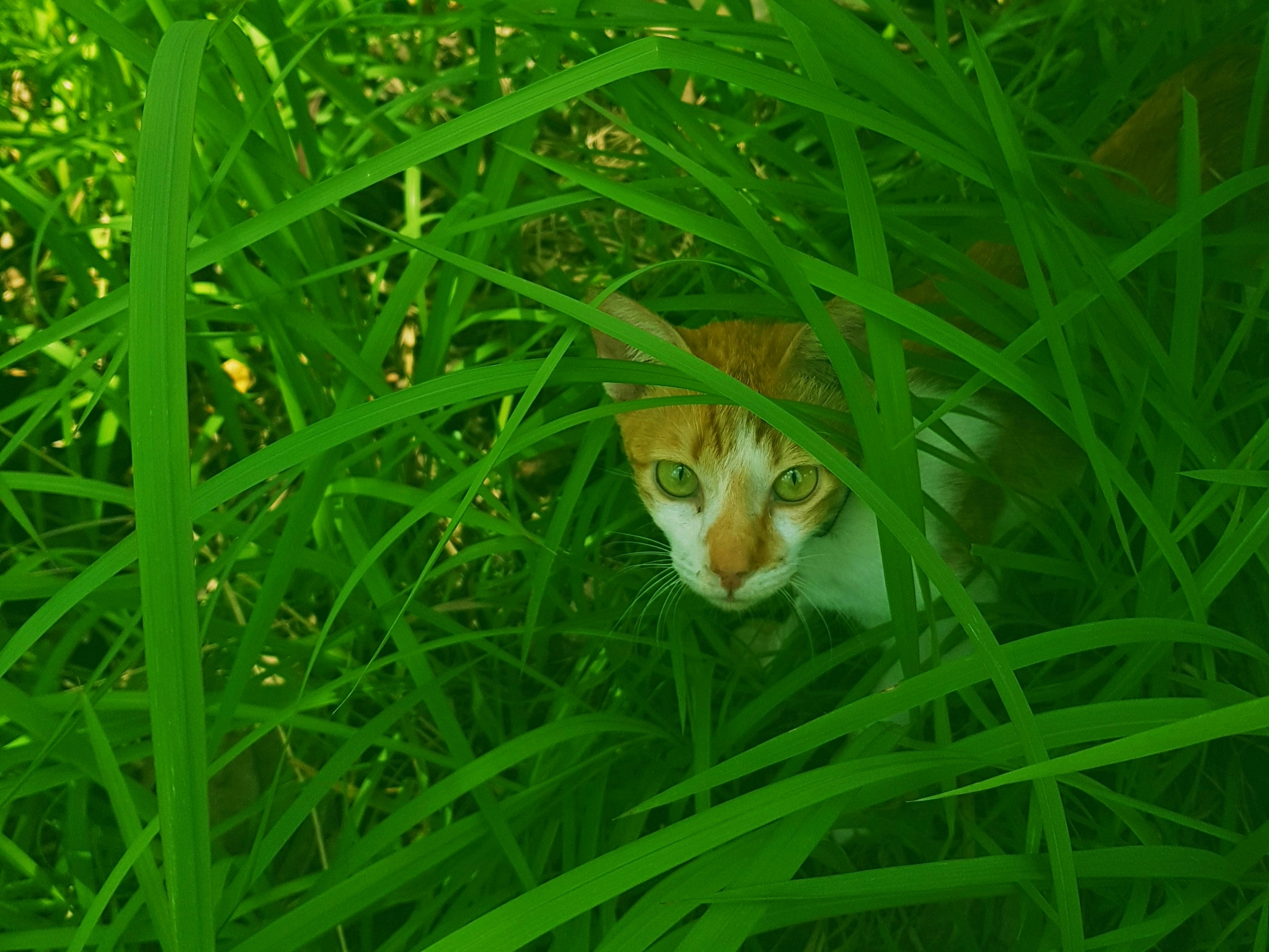 Eine Katze, die durch hohes grünes Gras lugt.