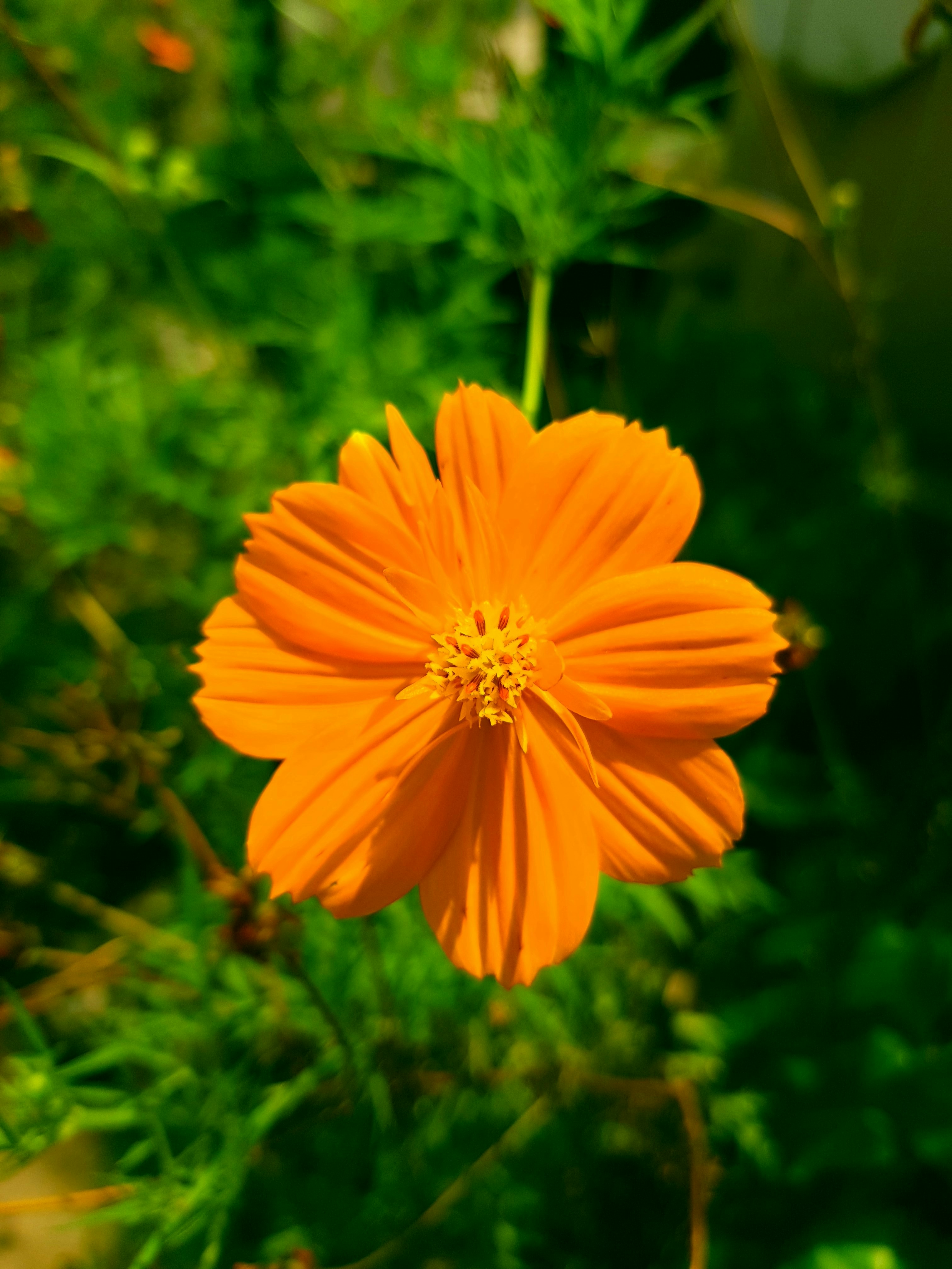 Photo by milaoktasafitri