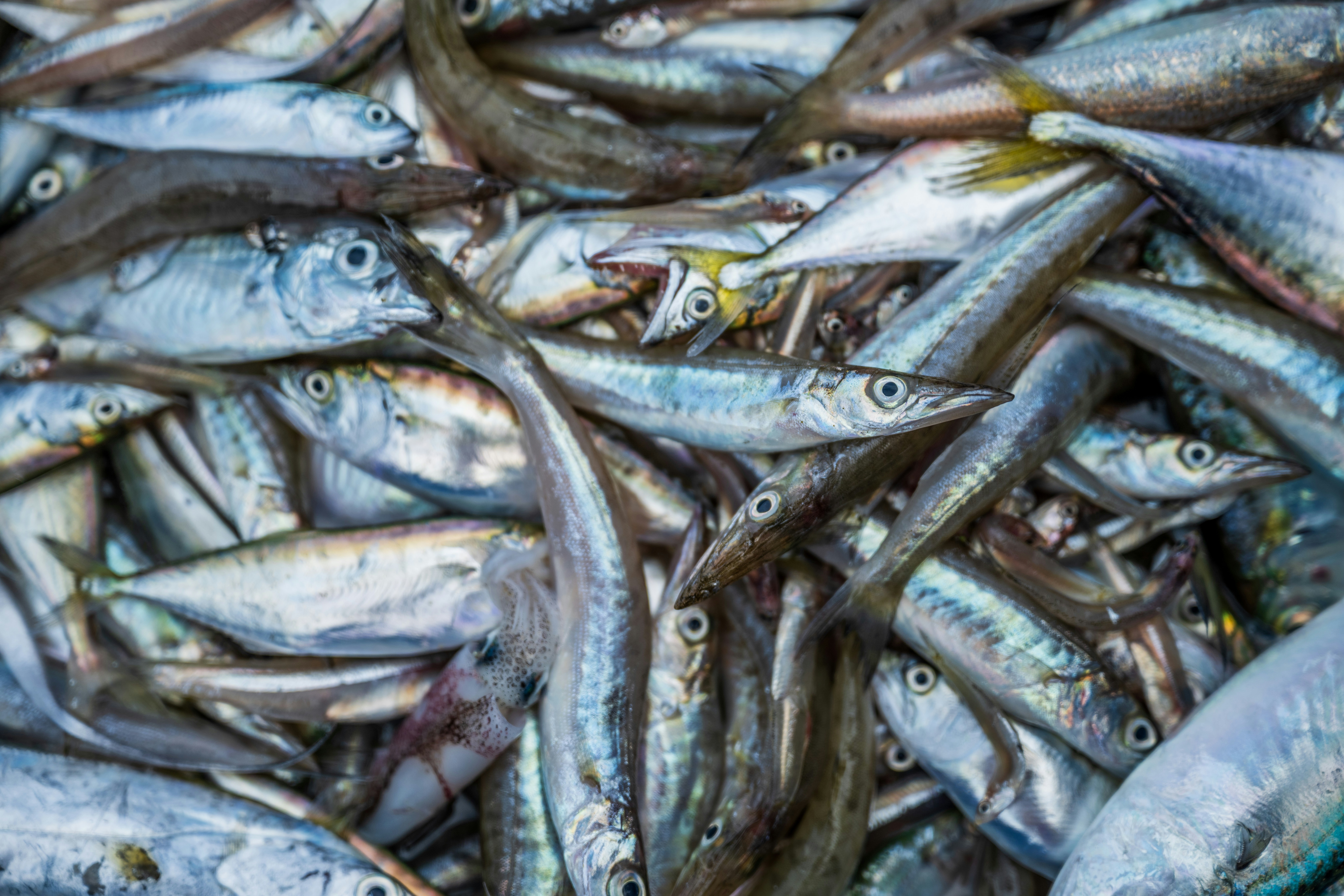 Fresh fish abstract in traditional market