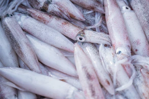 A close-up view of many fresh squid piled together.