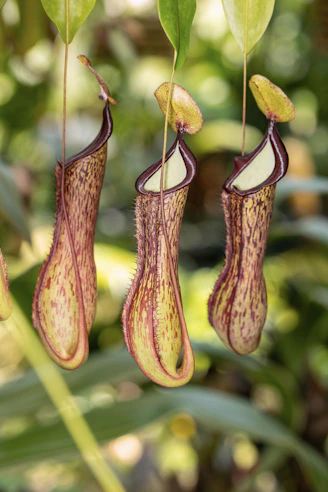 Three hanging pitcher plants in a garden.