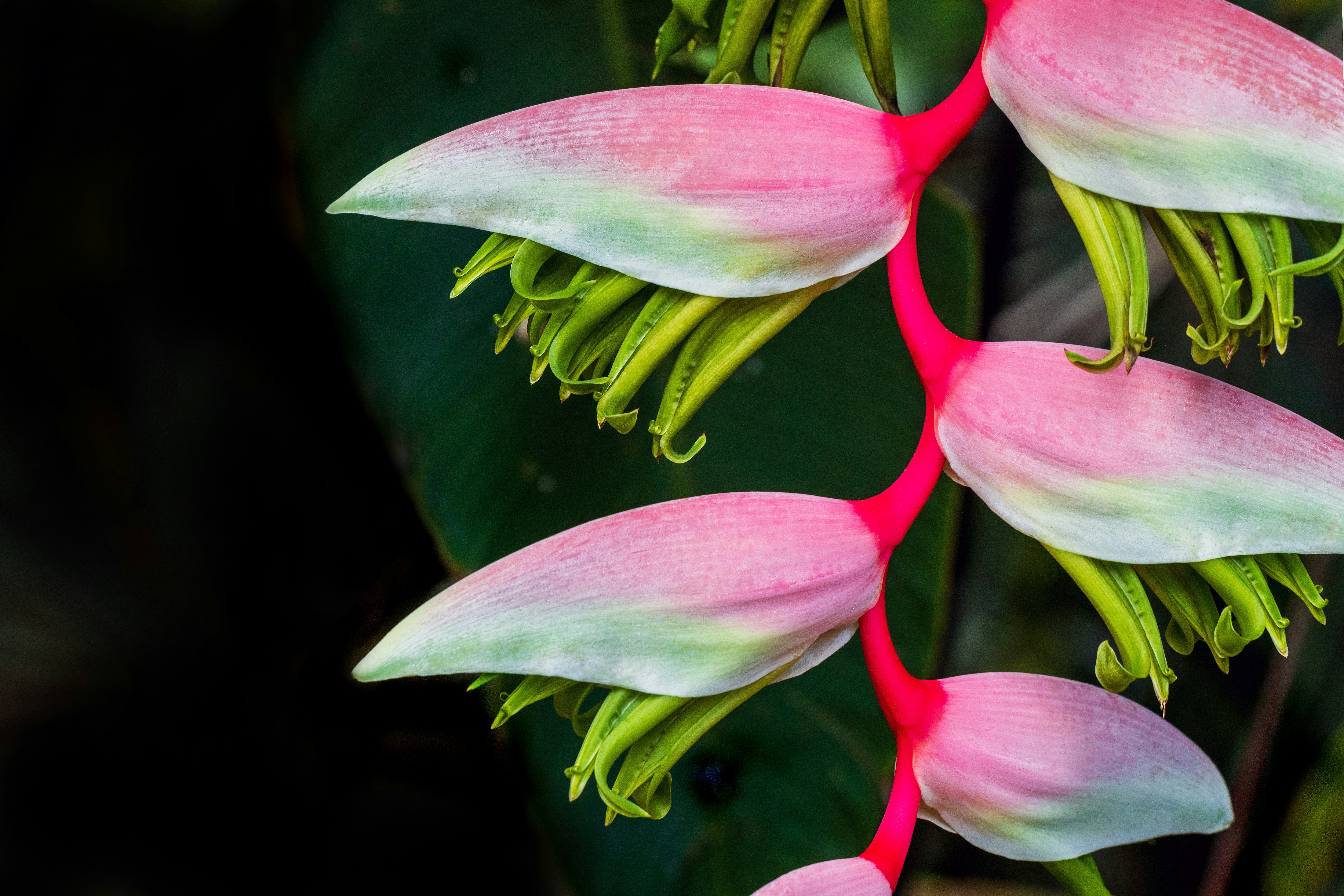 ピンクと白のヘリコニアの花のクローズアップ。