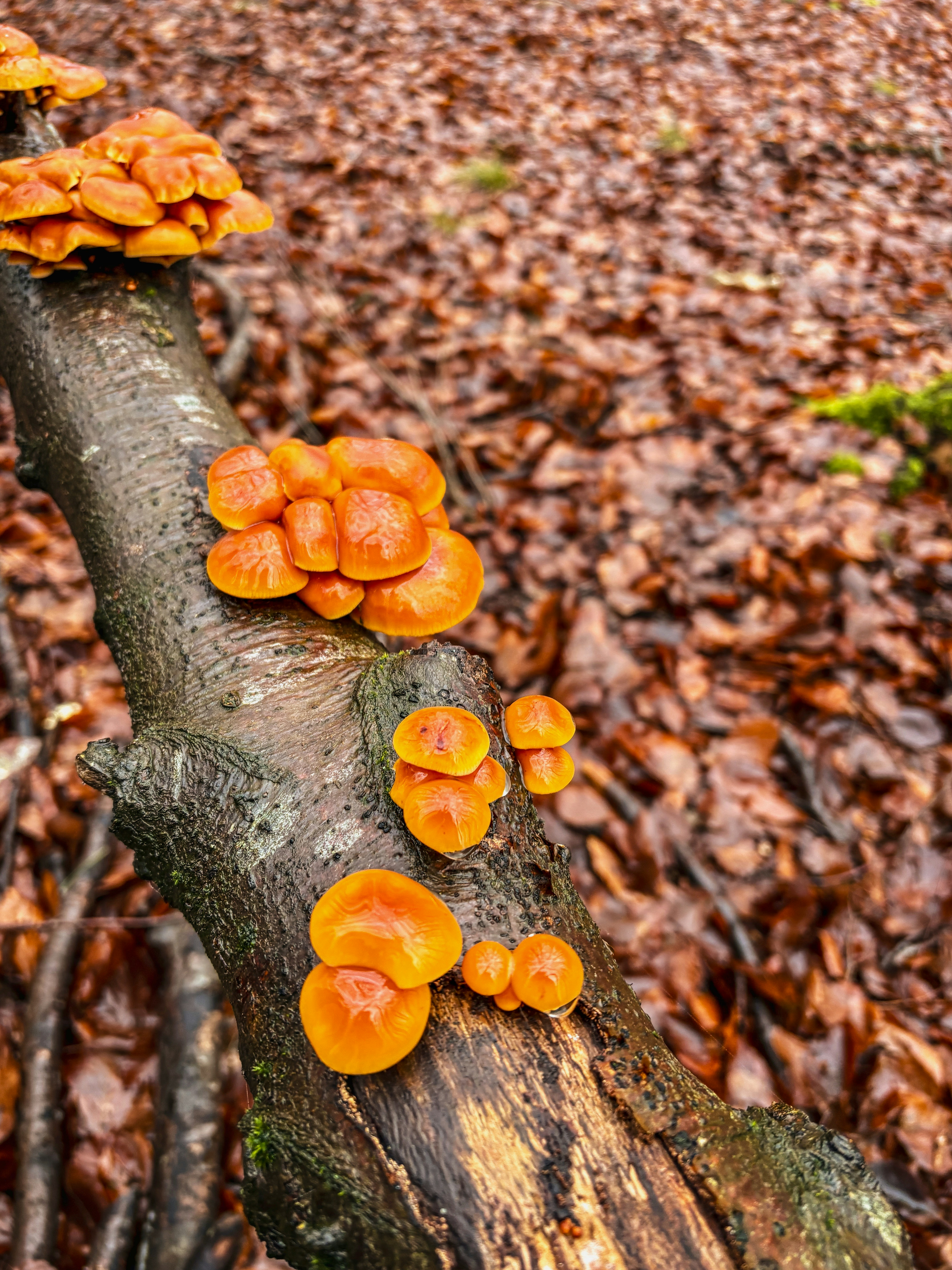 Bright orange mushrooms growing on a fallen tree branch