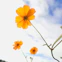 Orange cosmos flowers against a cloudy sky