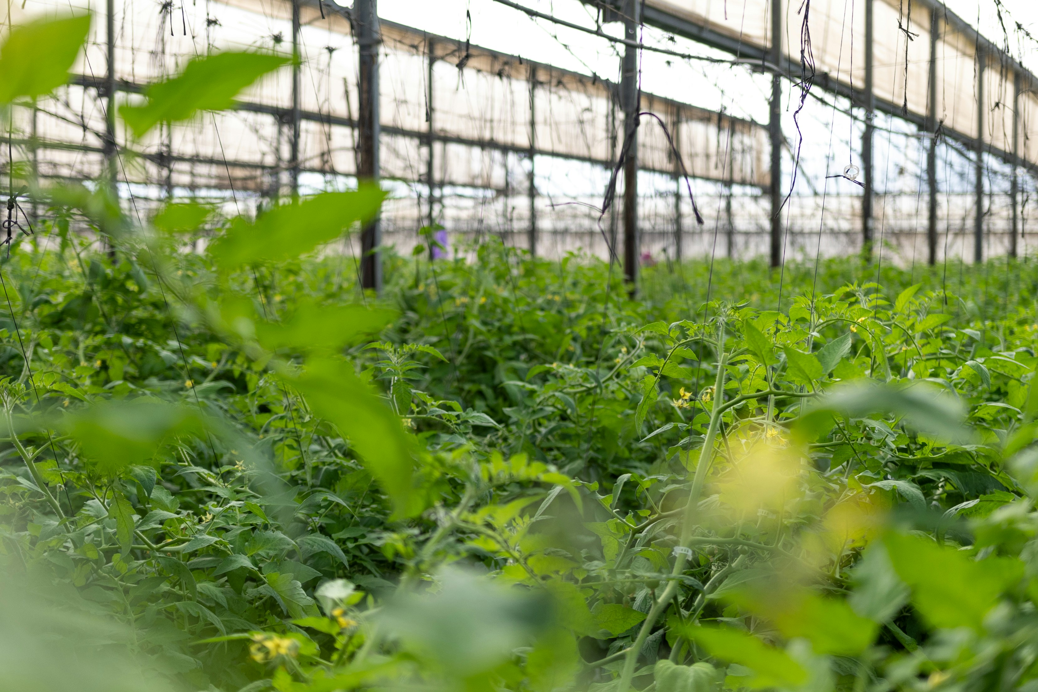 Photo by shoham_avisrur