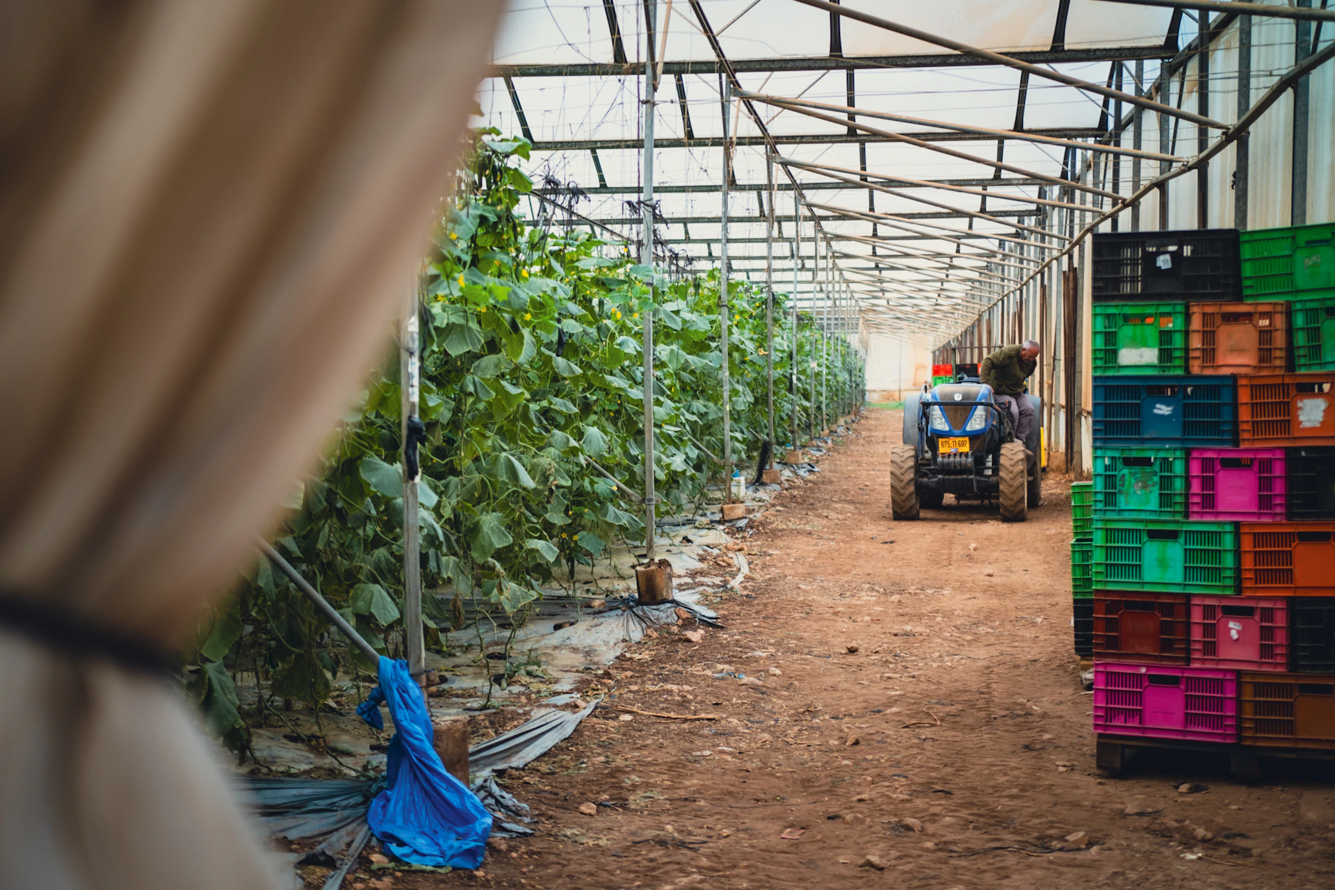 Tractor driving through a greenhouse with produce