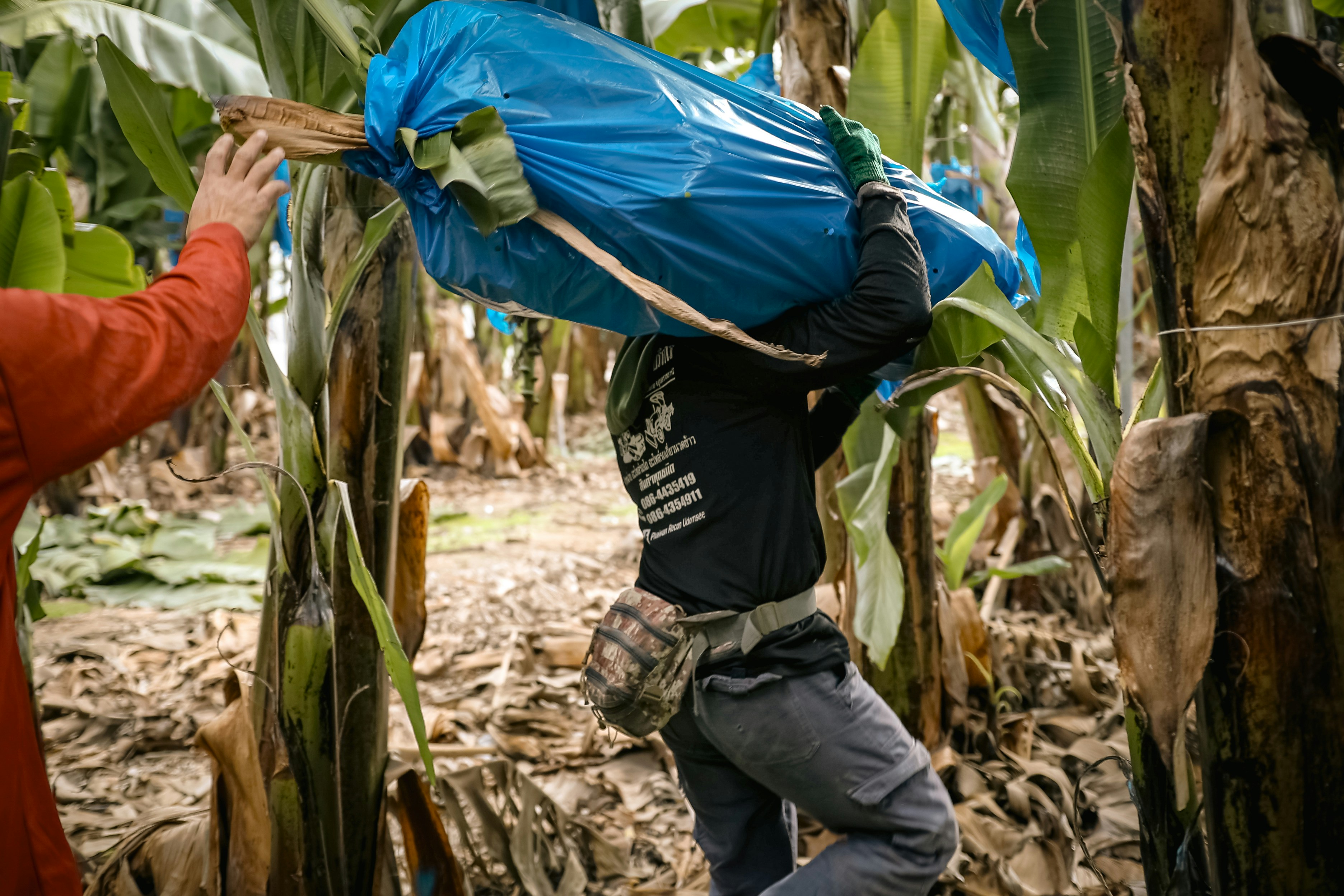 Workers carrying large blue bags through banana plantation