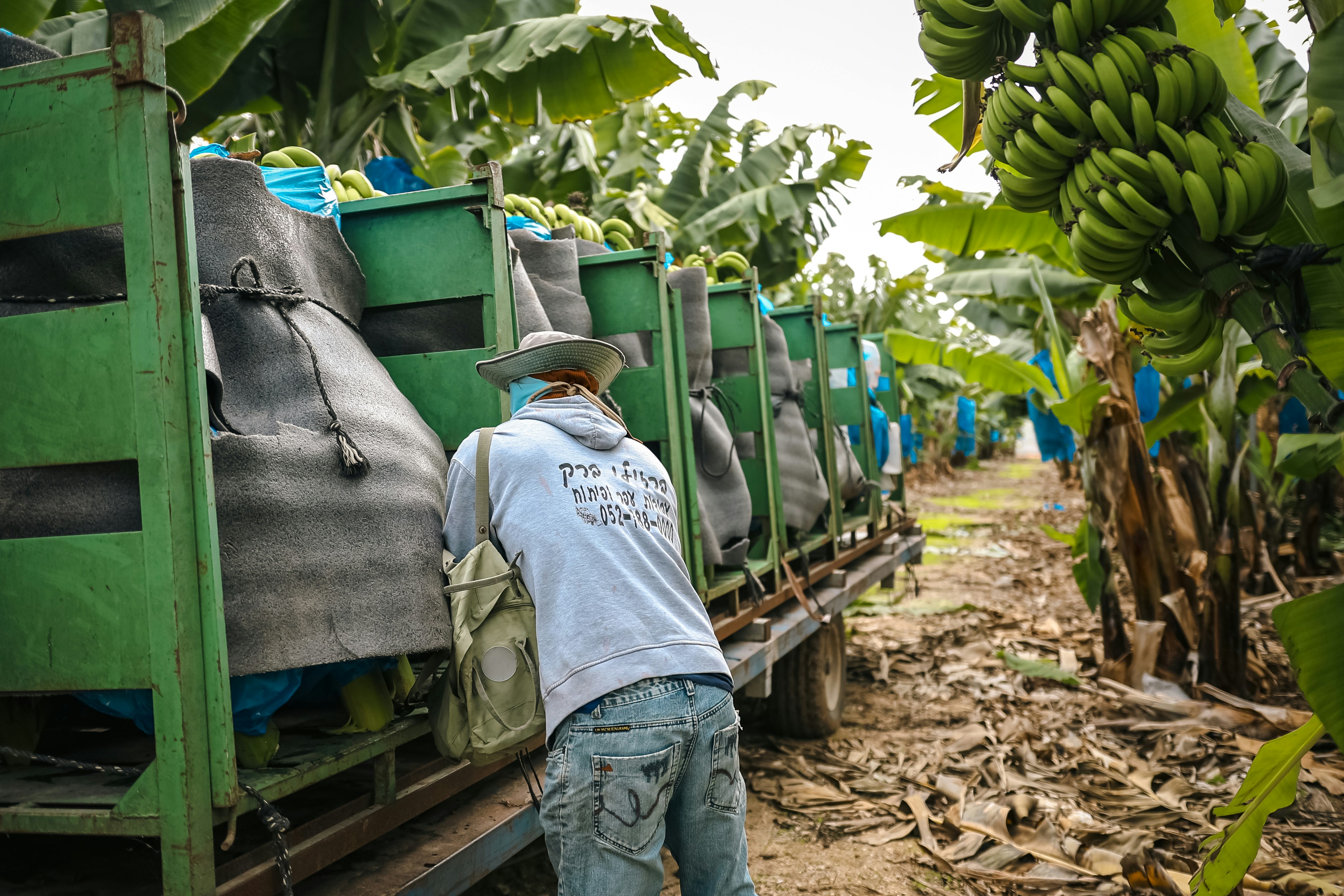 Agricultural production and export