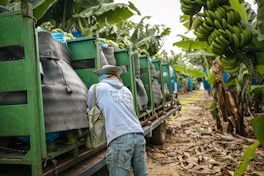 Workers loading bananas onto a truck in a plantation.