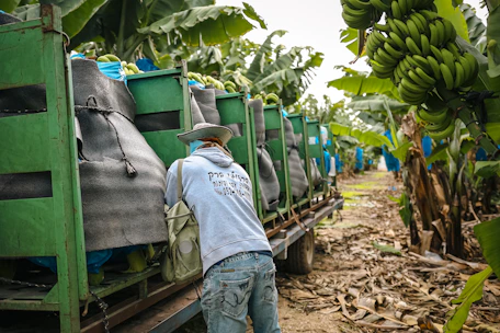 Workers loading bananas onto a truck in a plantation.