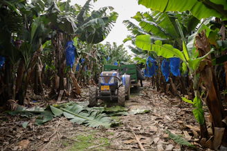 Tractor harvesting bananas in a plantation.