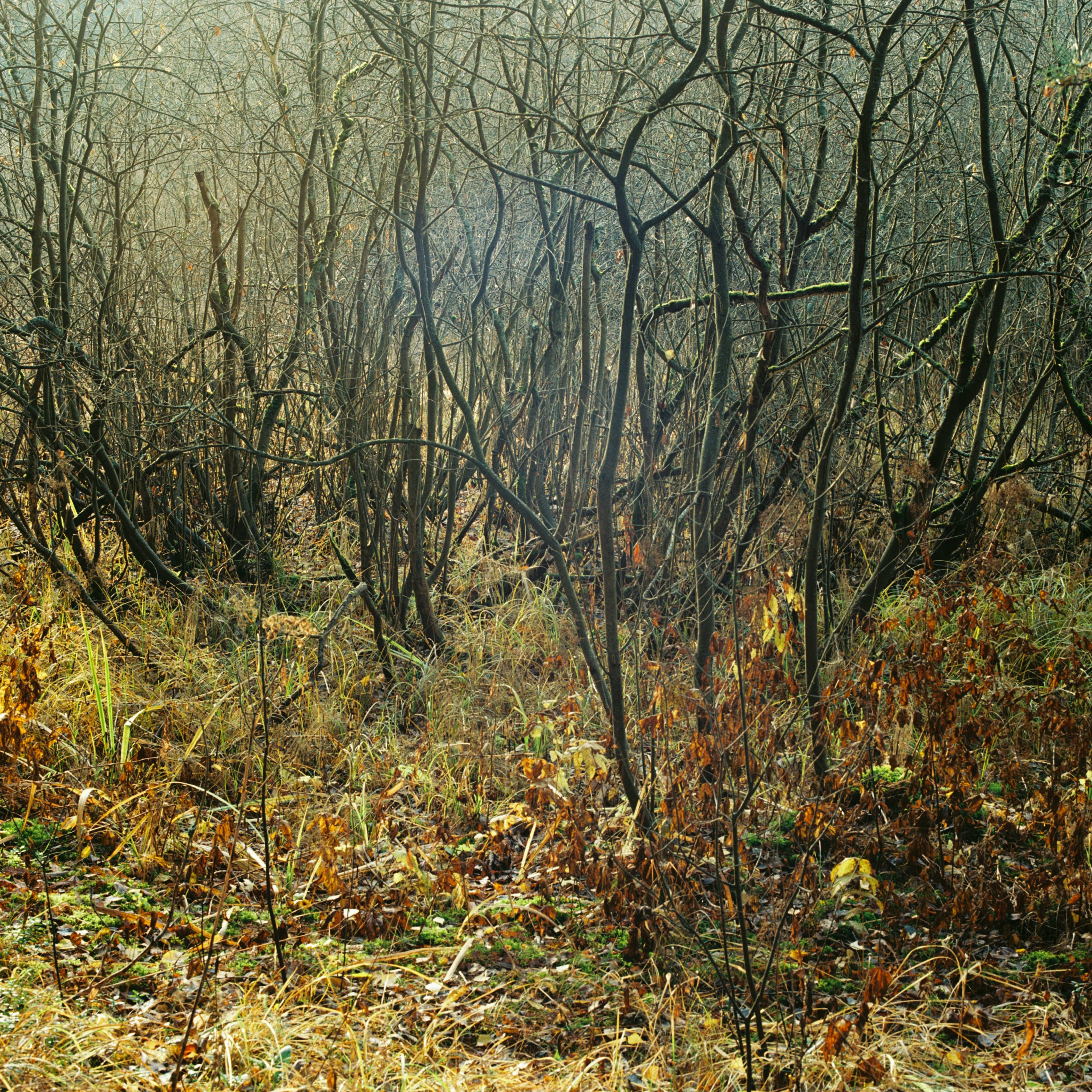 Photo by evil_bumblebee