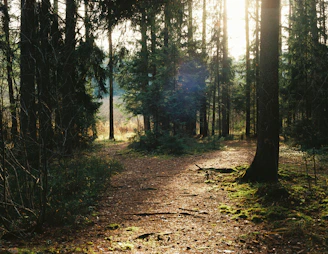 Sunlight streams through a dense forest path.