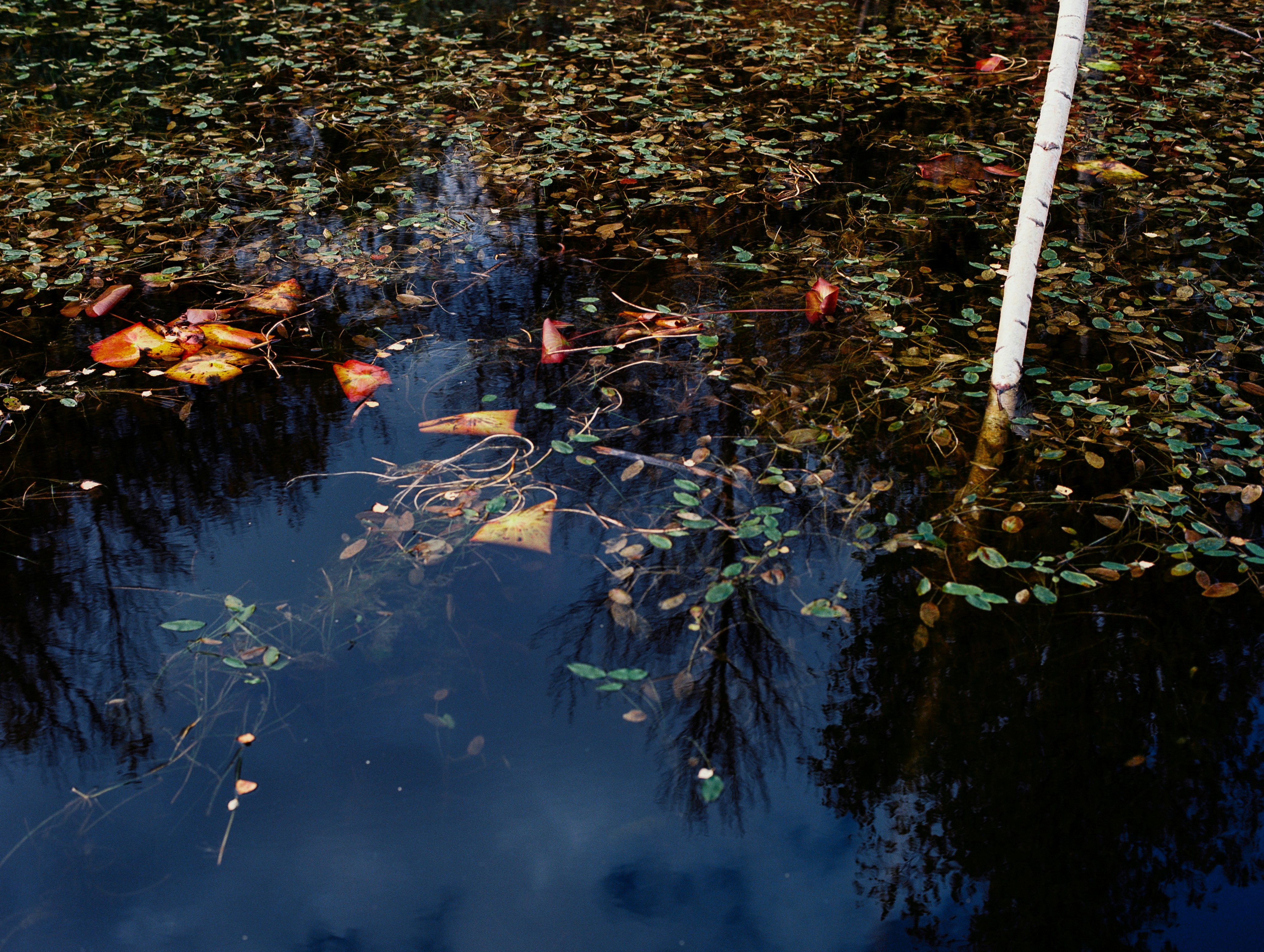 Photo by evil_bumblebee