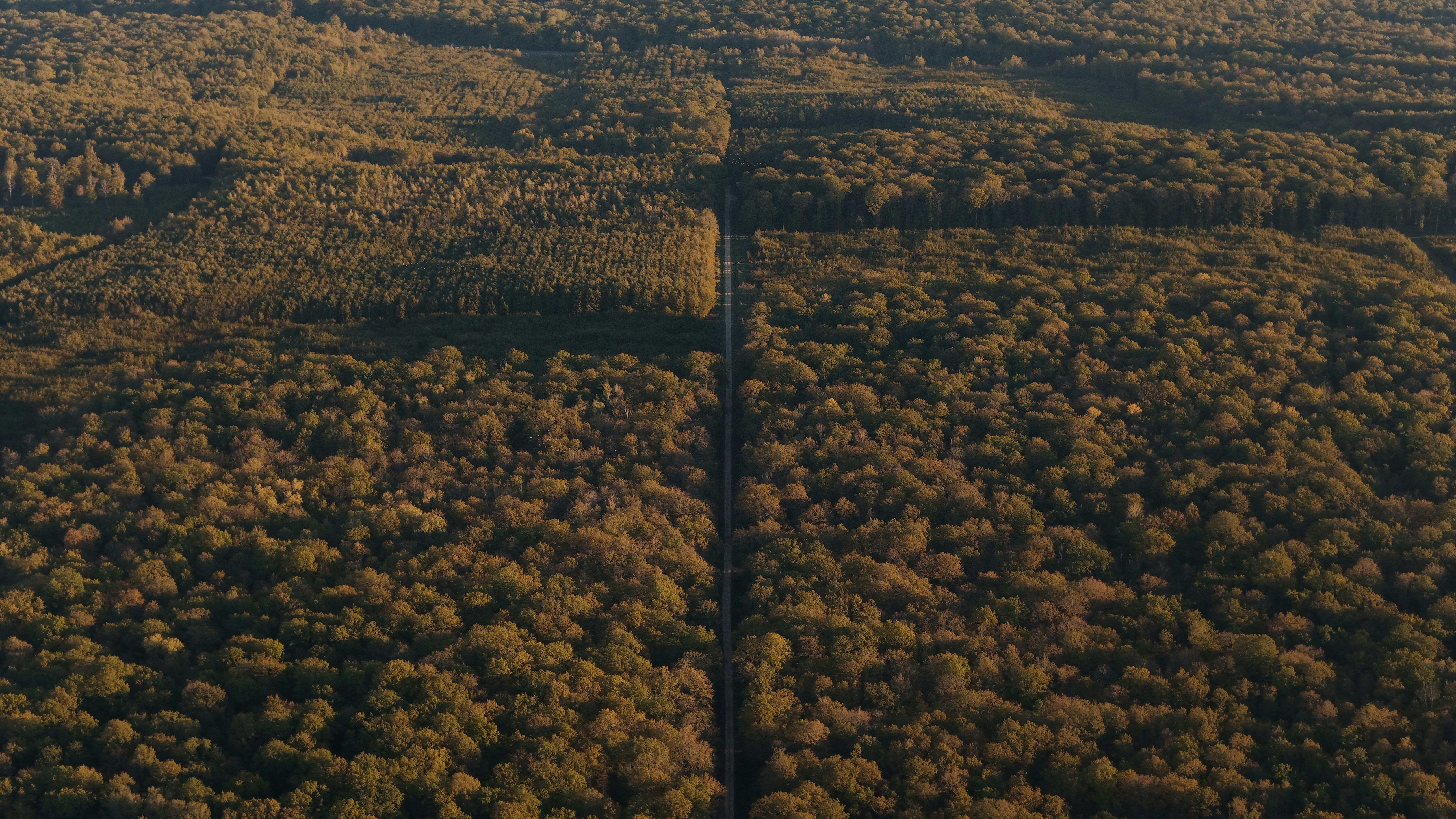 A straight road cuts through a dense autumn forest.