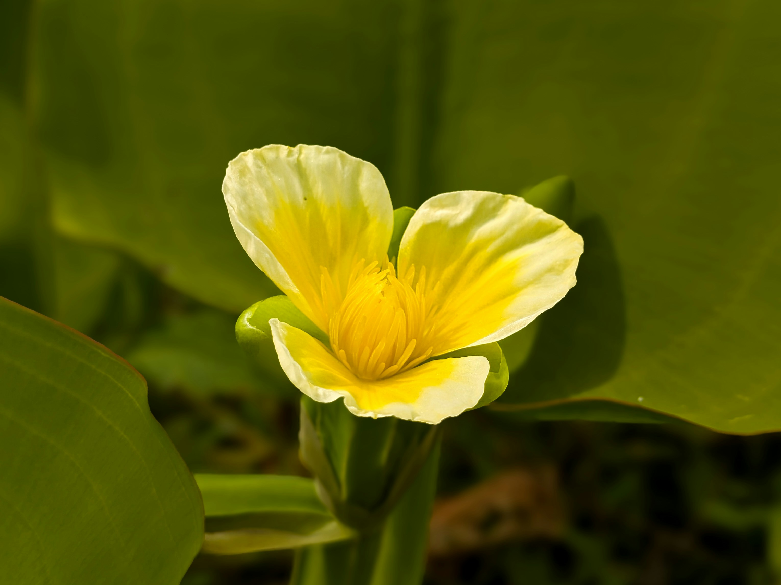 Photo by kalanakavinda