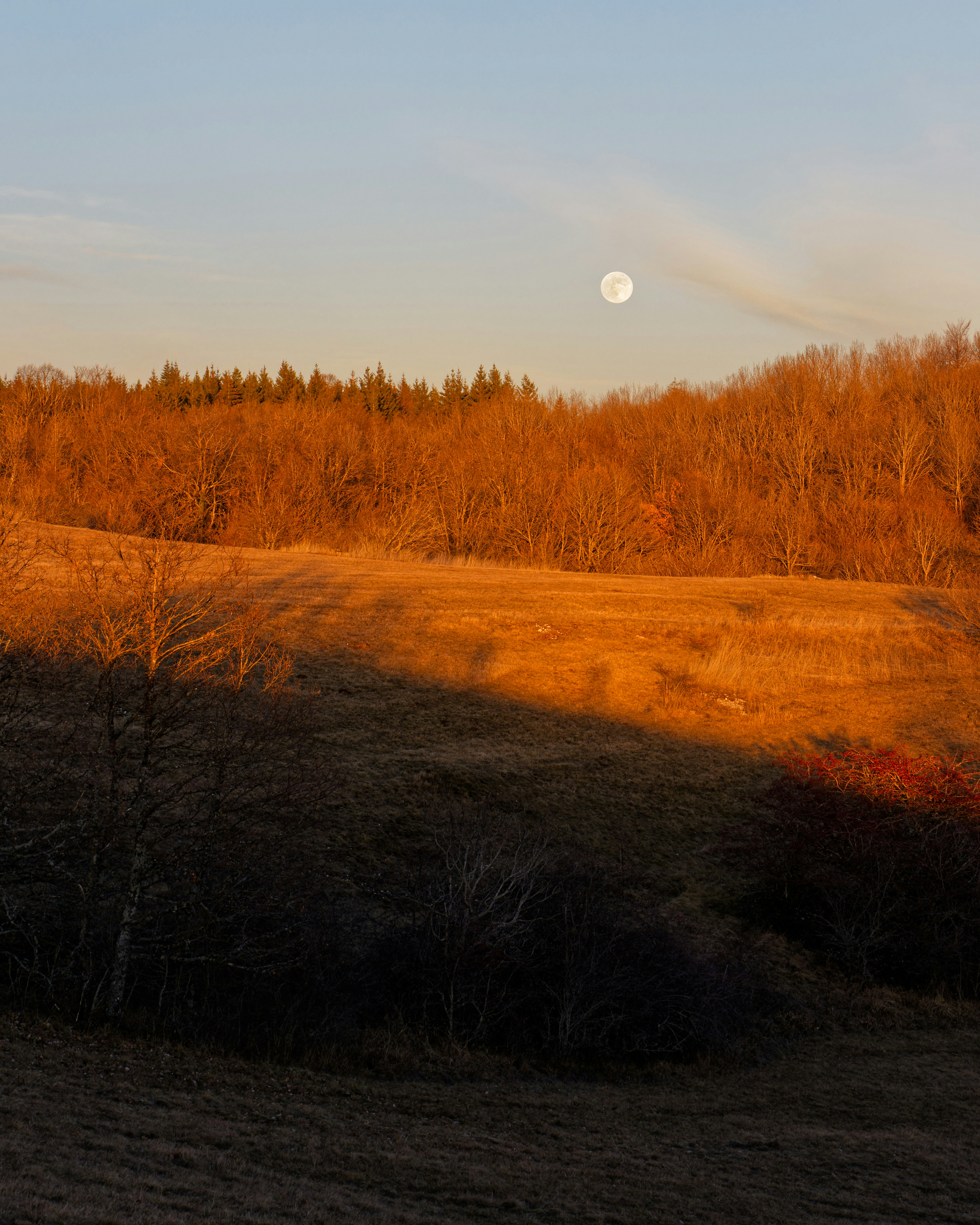 Full moon over a sunlit autumn forest and field
