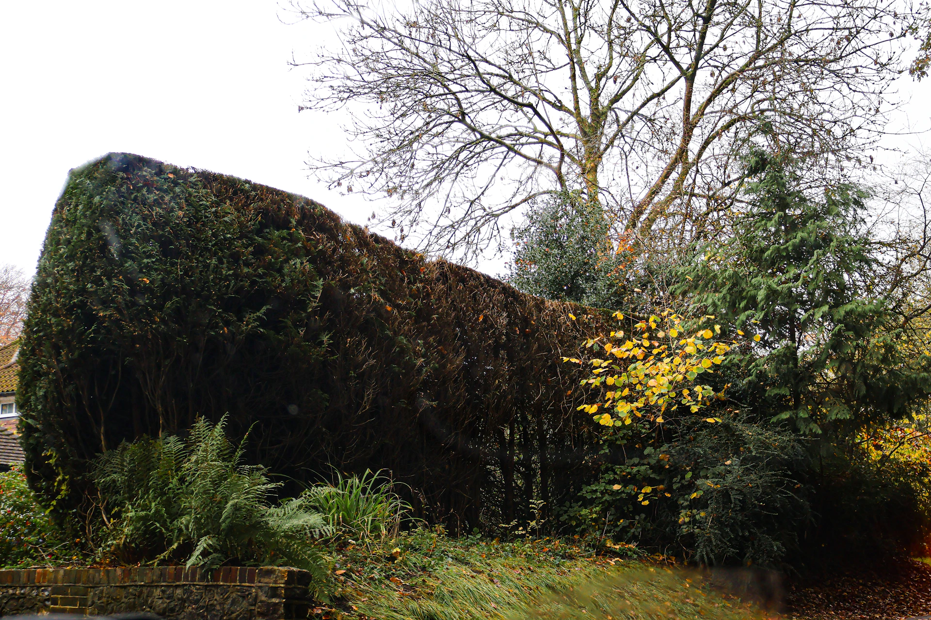 A large, overgrown hedge with various trees and plants.