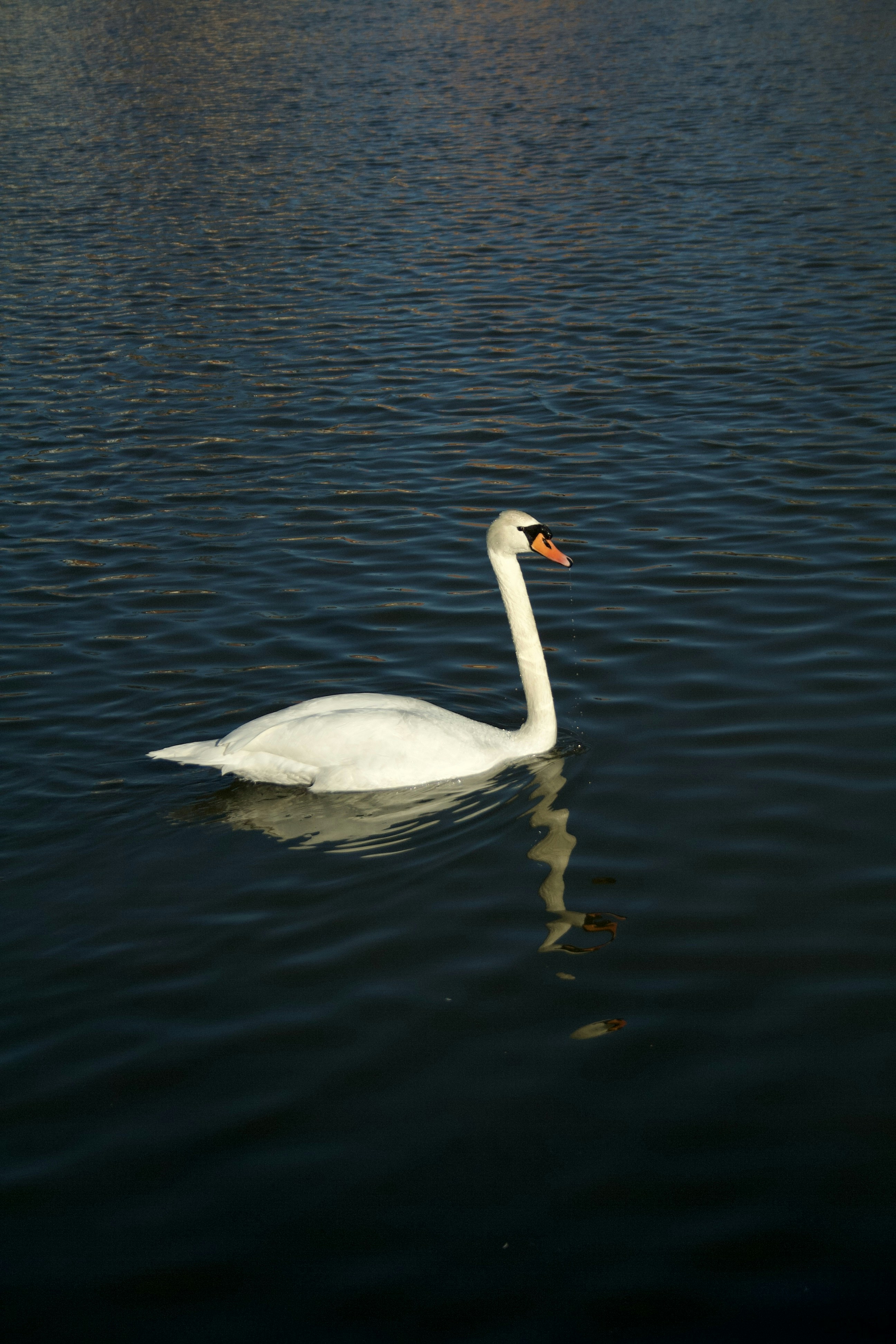 Photo by officiallyamandaaaa