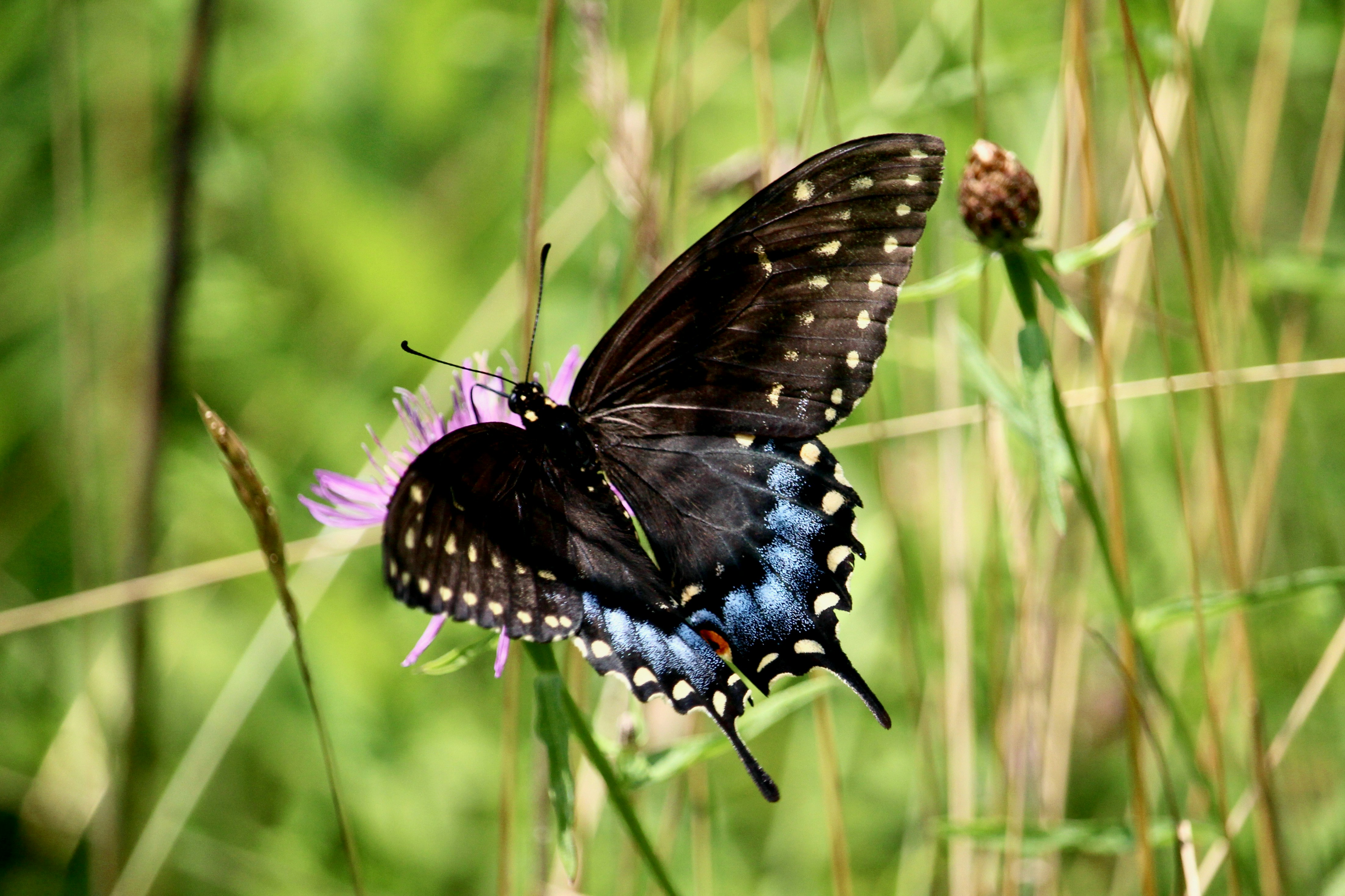 Photo by cecilemousist