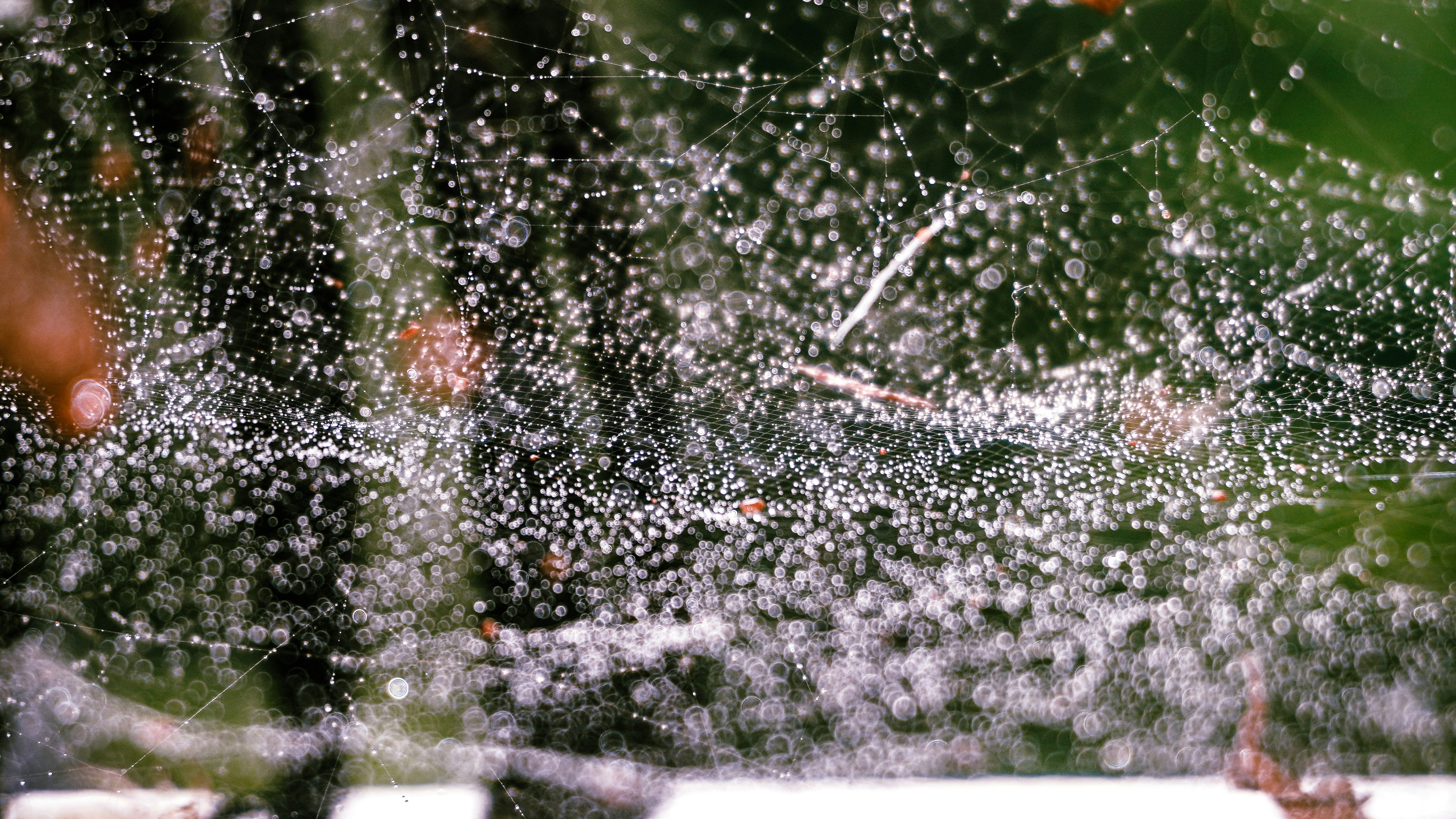 Dewdrops on a spiderweb with green foliage background