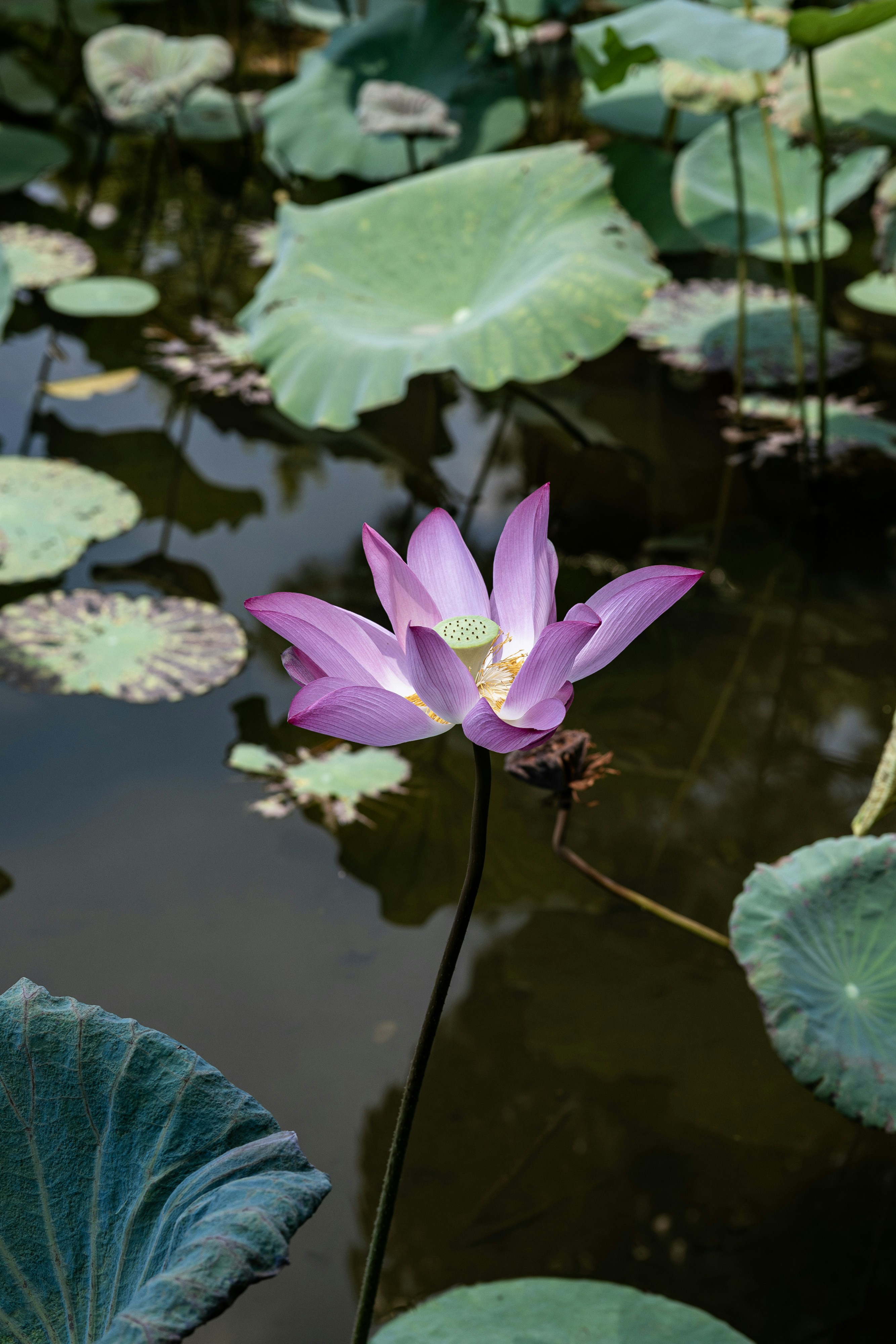 Photo by maxim_klimashin