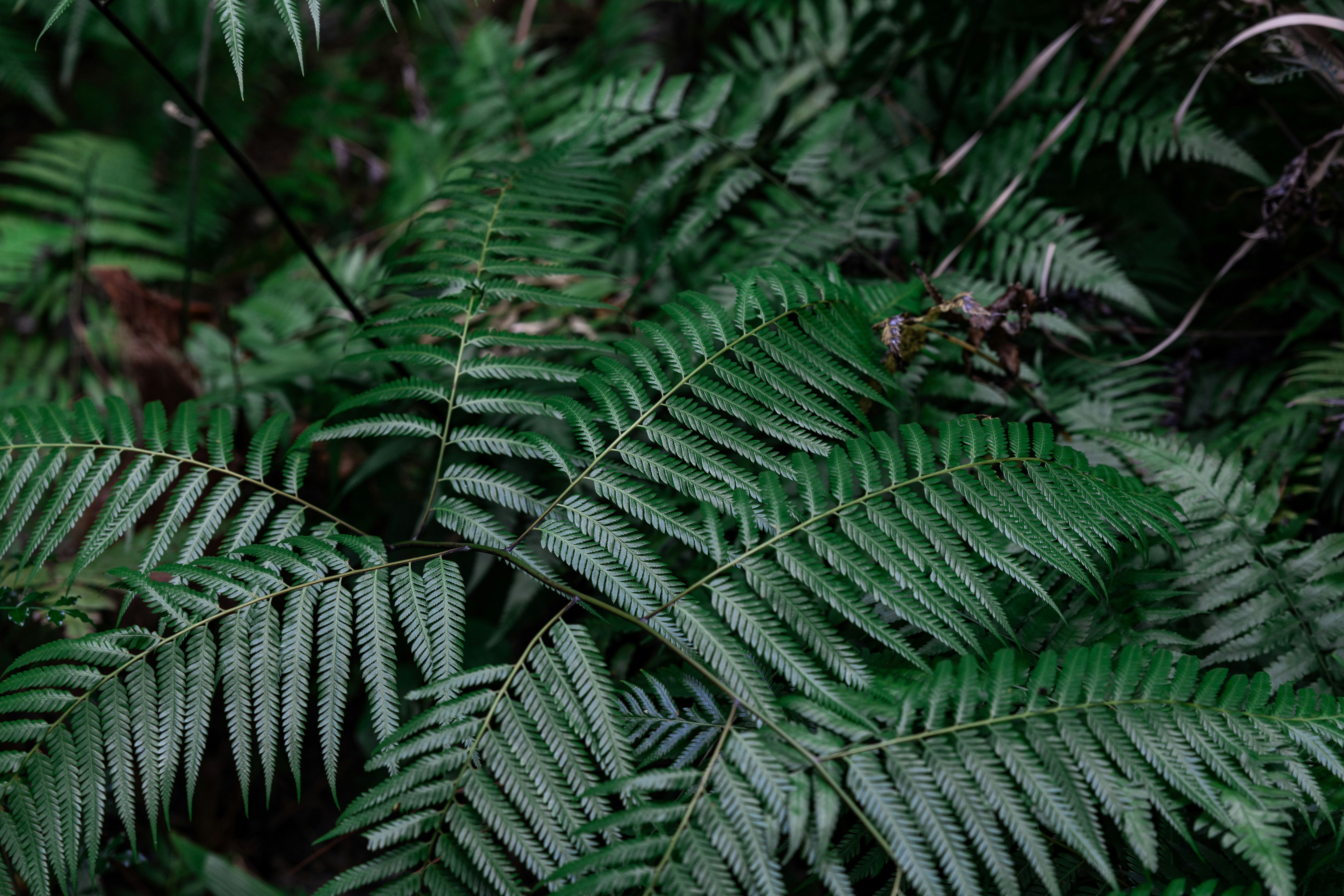 Photo by maxim_klimashin