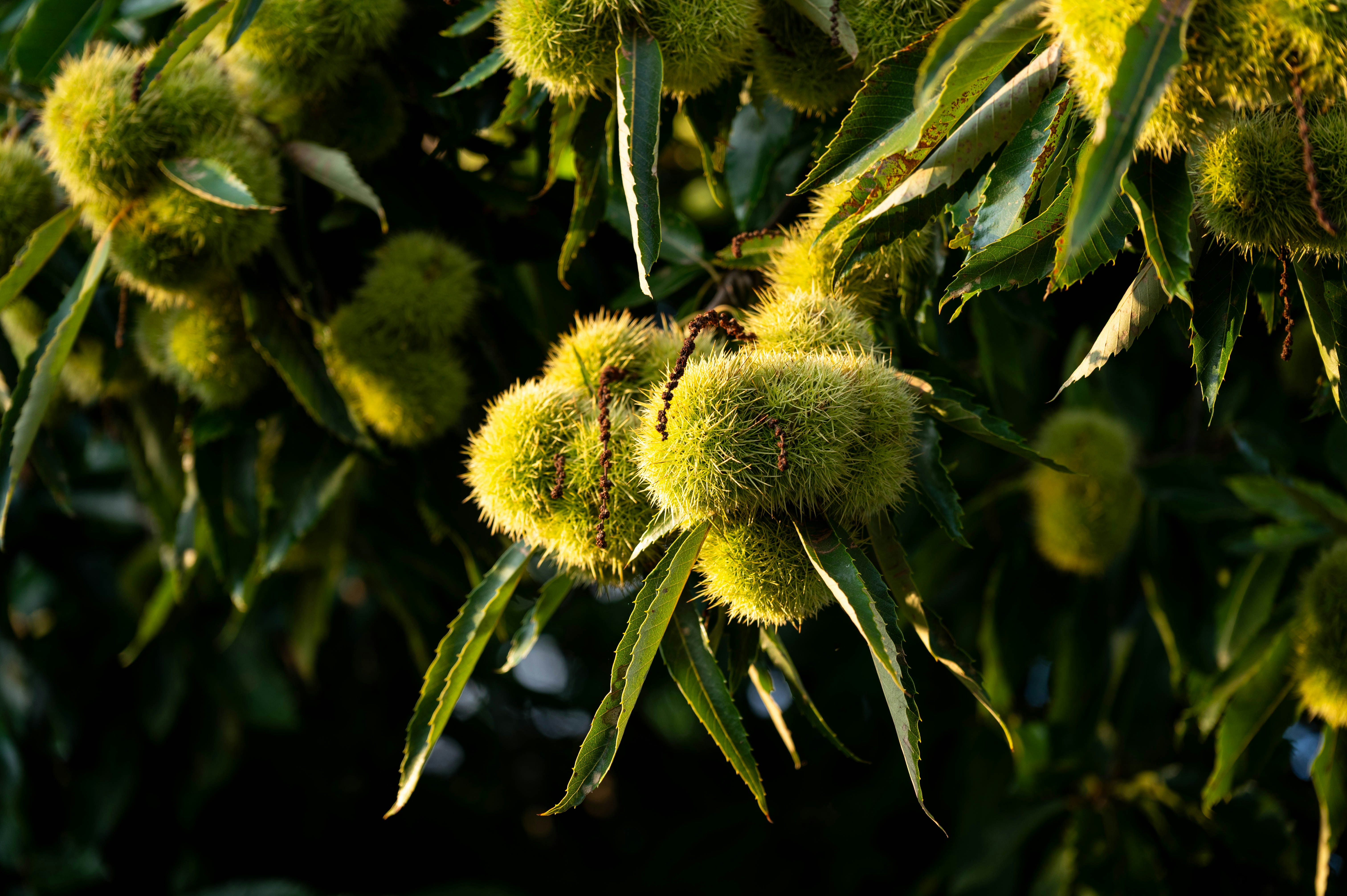Cover Image for Regenerative Roots: Scaling Agroforestry and Climate-Resilient Agriculture Through Policy, Finance, and Consumer Demand