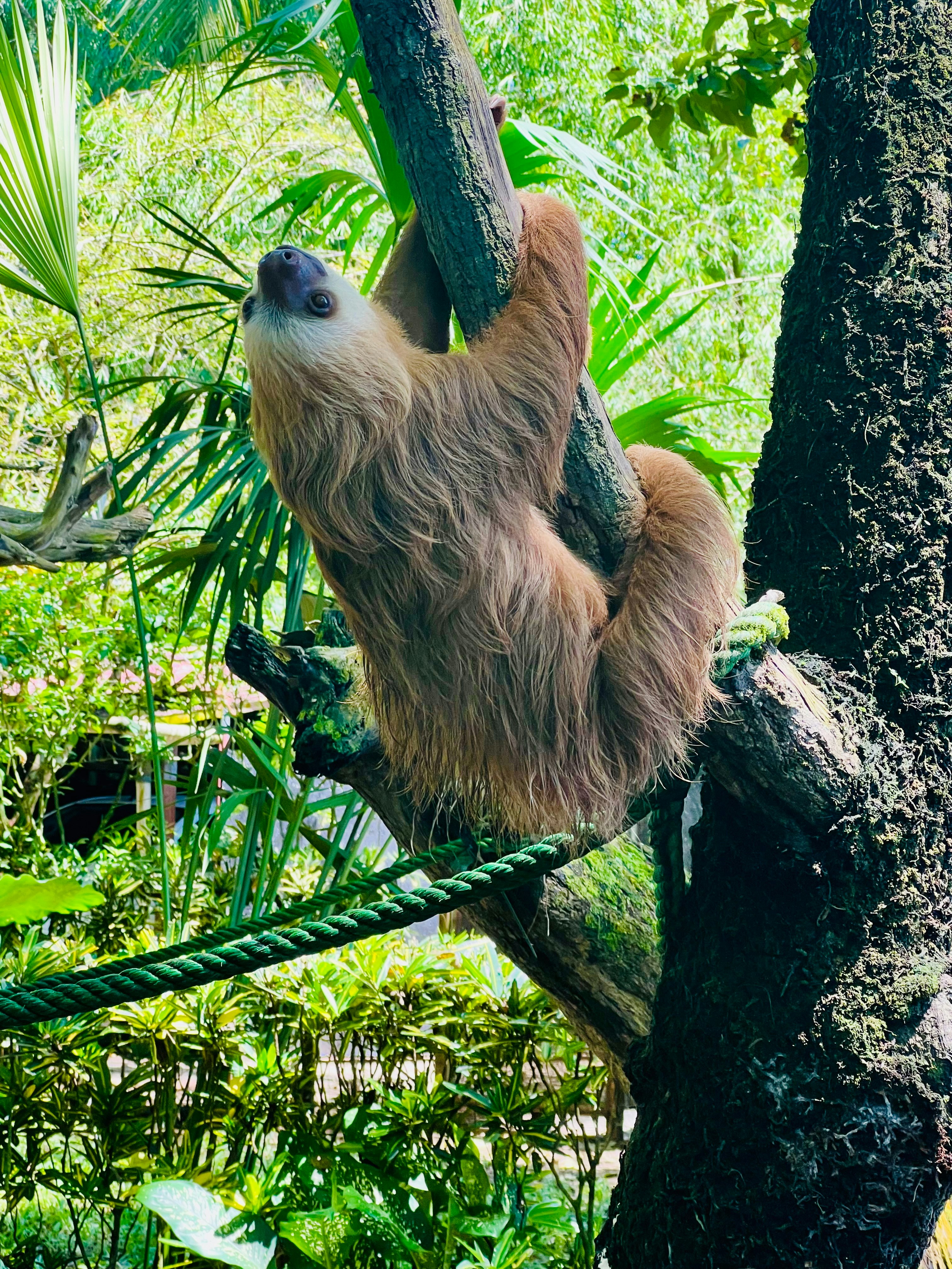 A sloth hangs from a tree branch in a jungle.