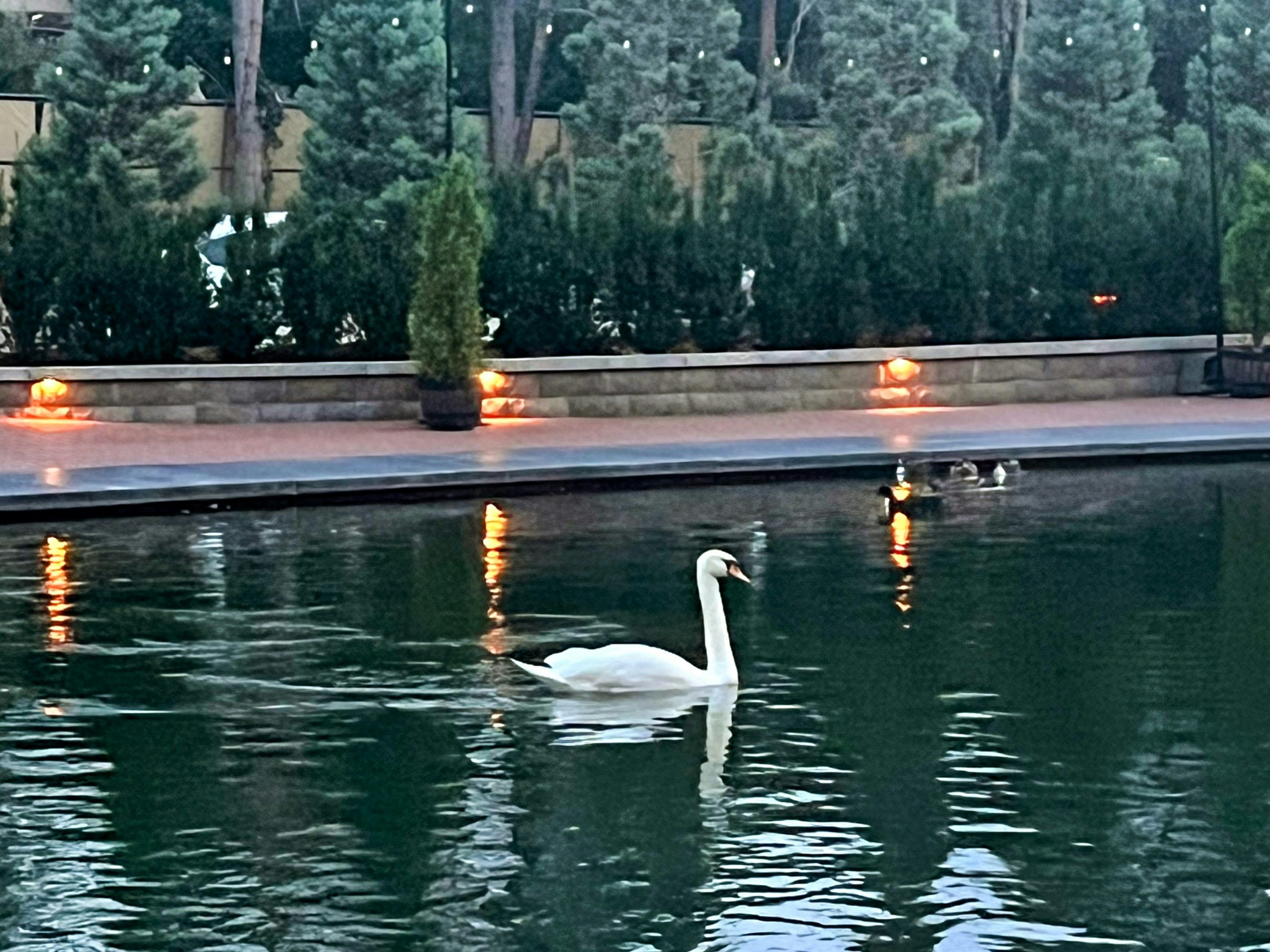 A white swan swims on a calm pond.