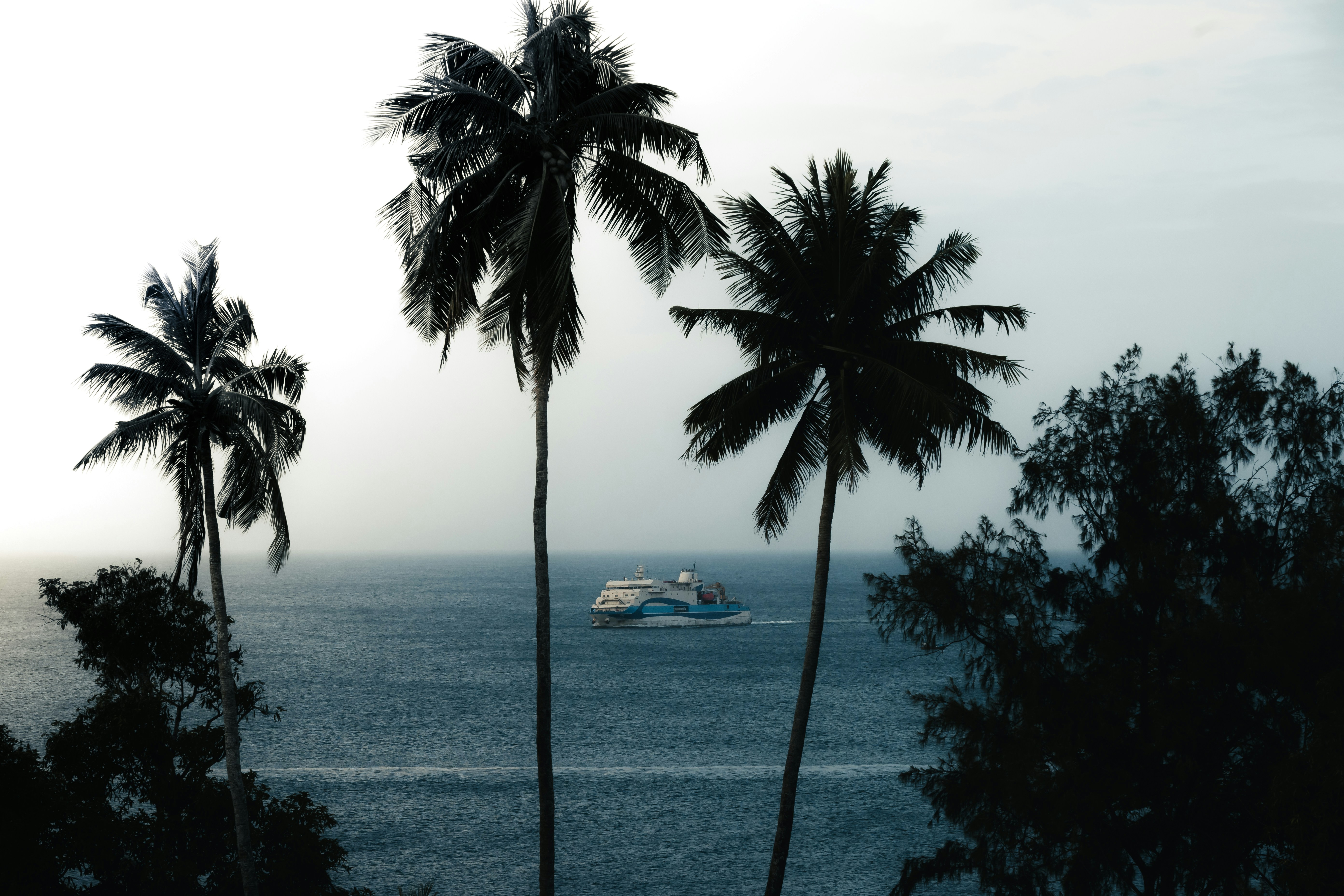 The ferry carves a silver path through the blue, half-hidden by the trees’ sway.