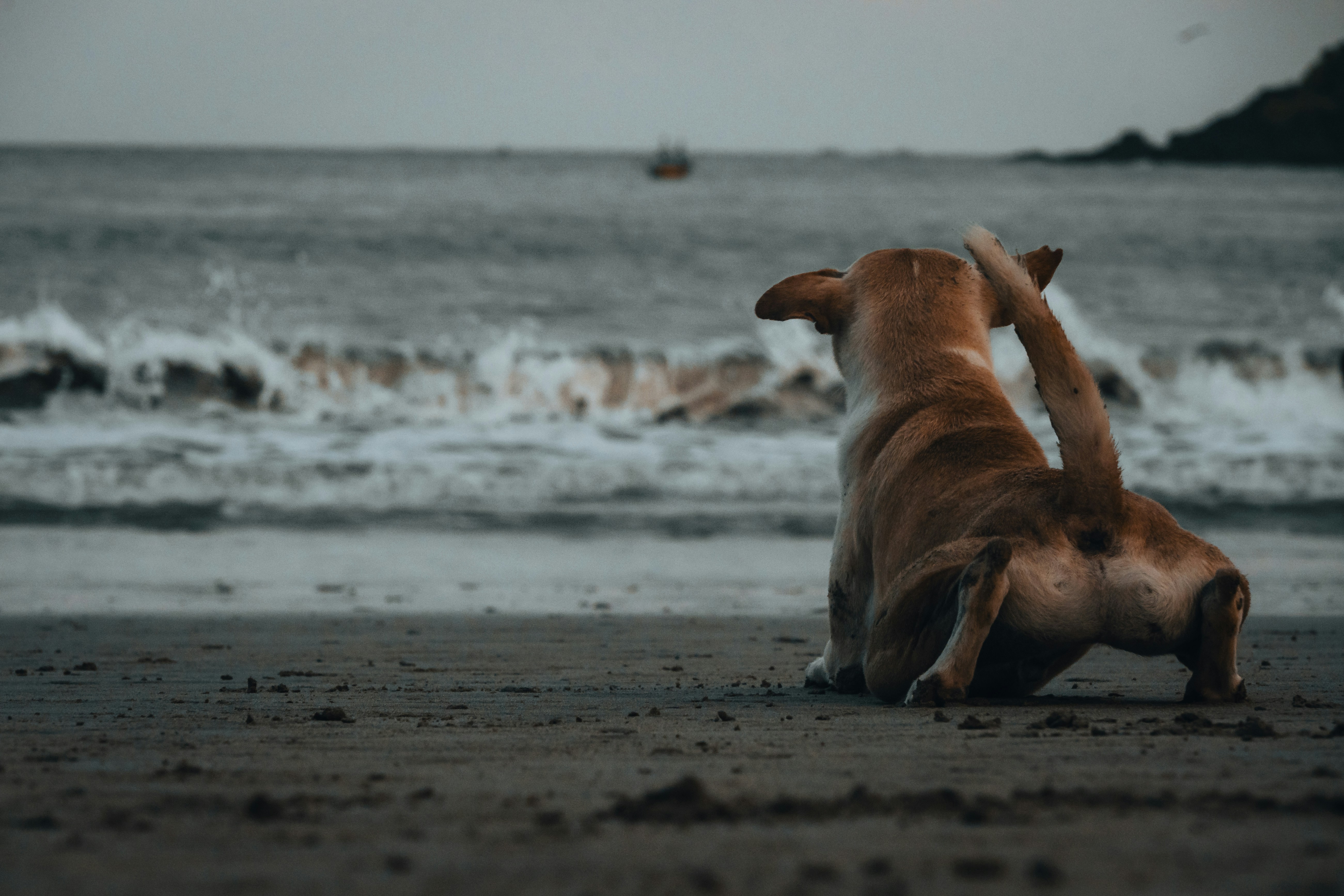 pet travel destination