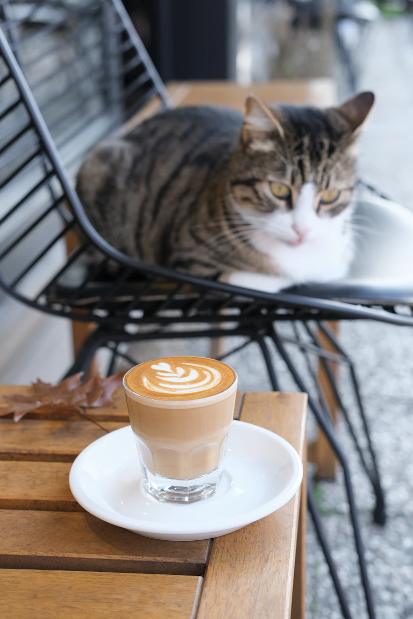 Cat sitting on chair near latte art coffee