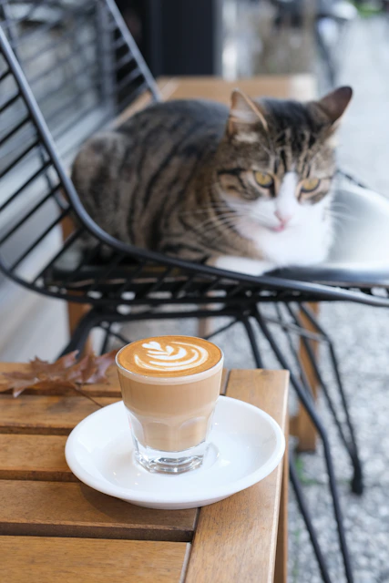 Cat sitting on chair near latte art coffee