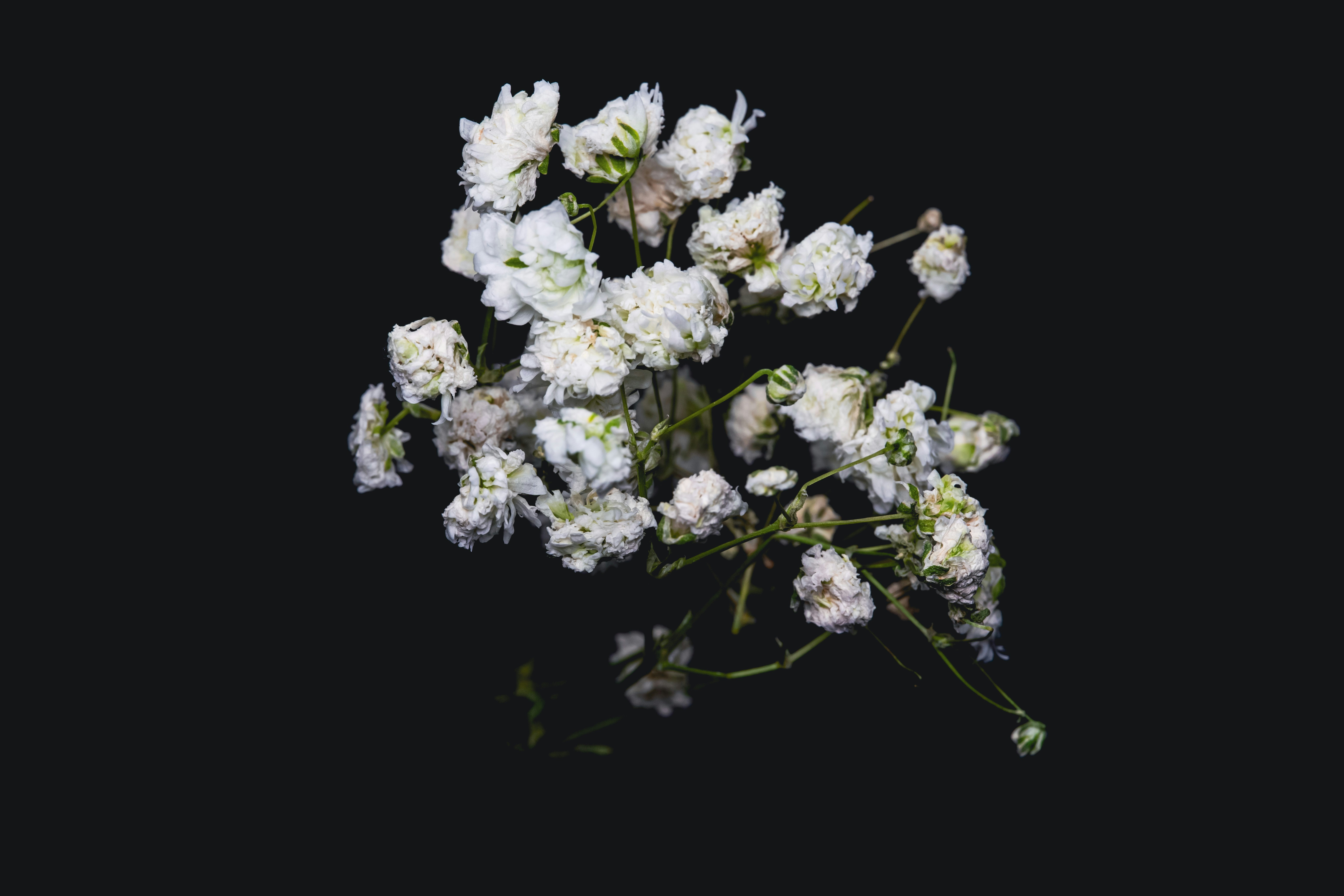Delicadas flores blancas sobre un fondo oscuro