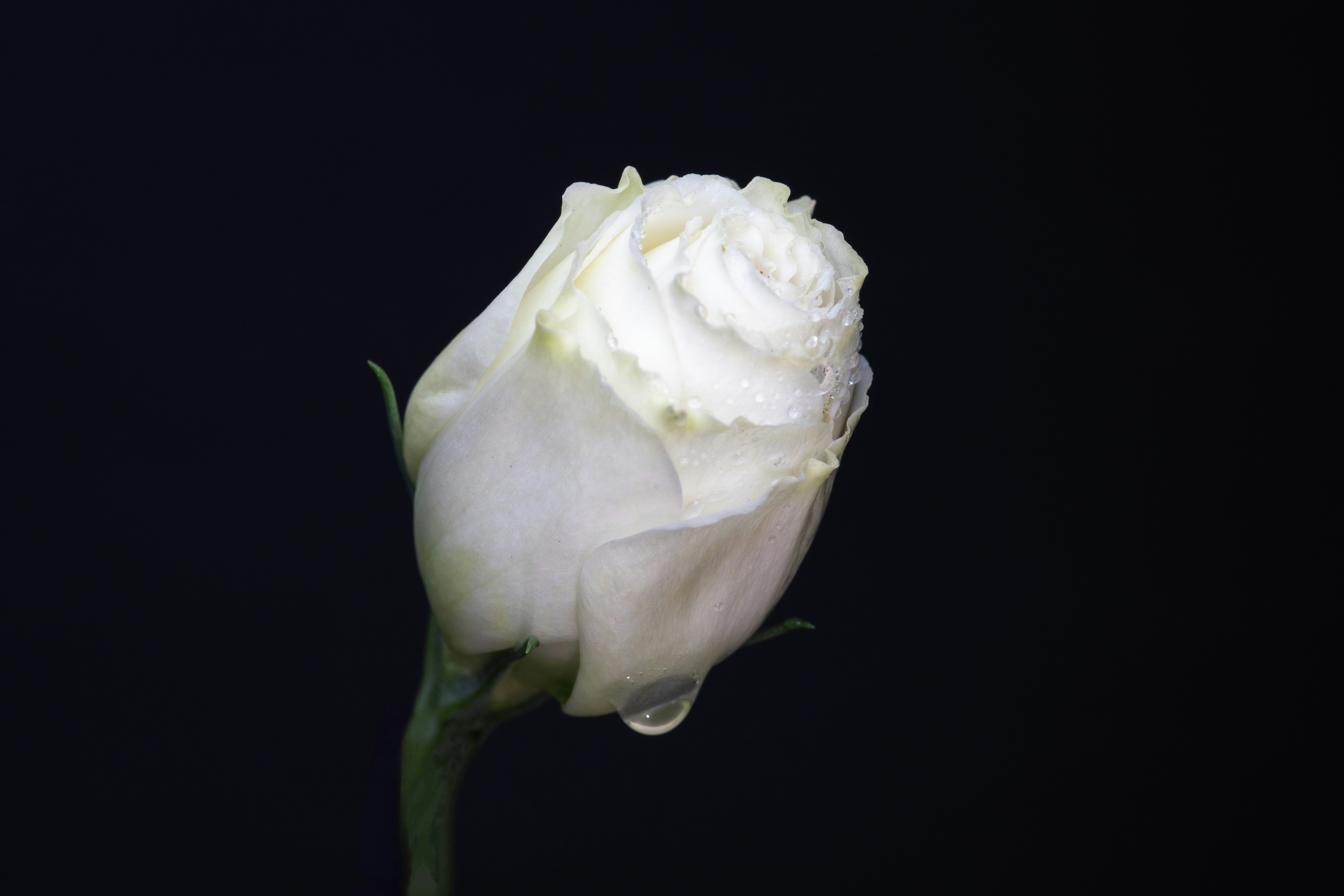 Un solo capullo de rosa blanco con gotas de agua.