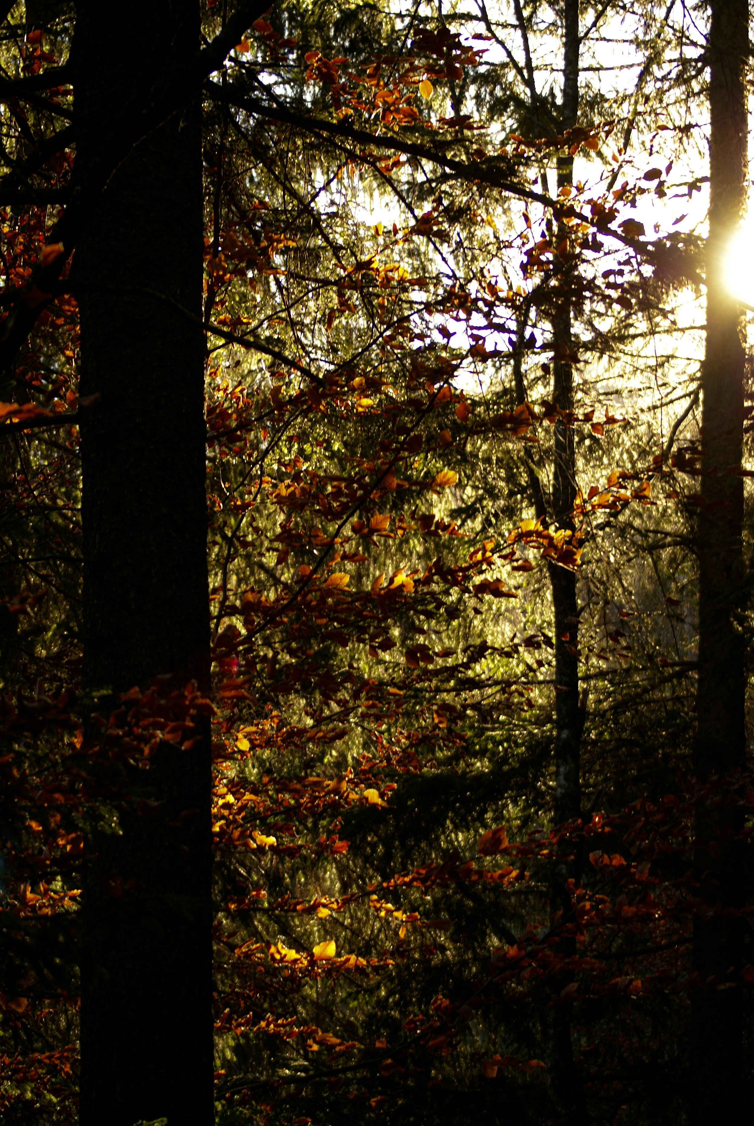 Sunlight filtering through autumn forest trees