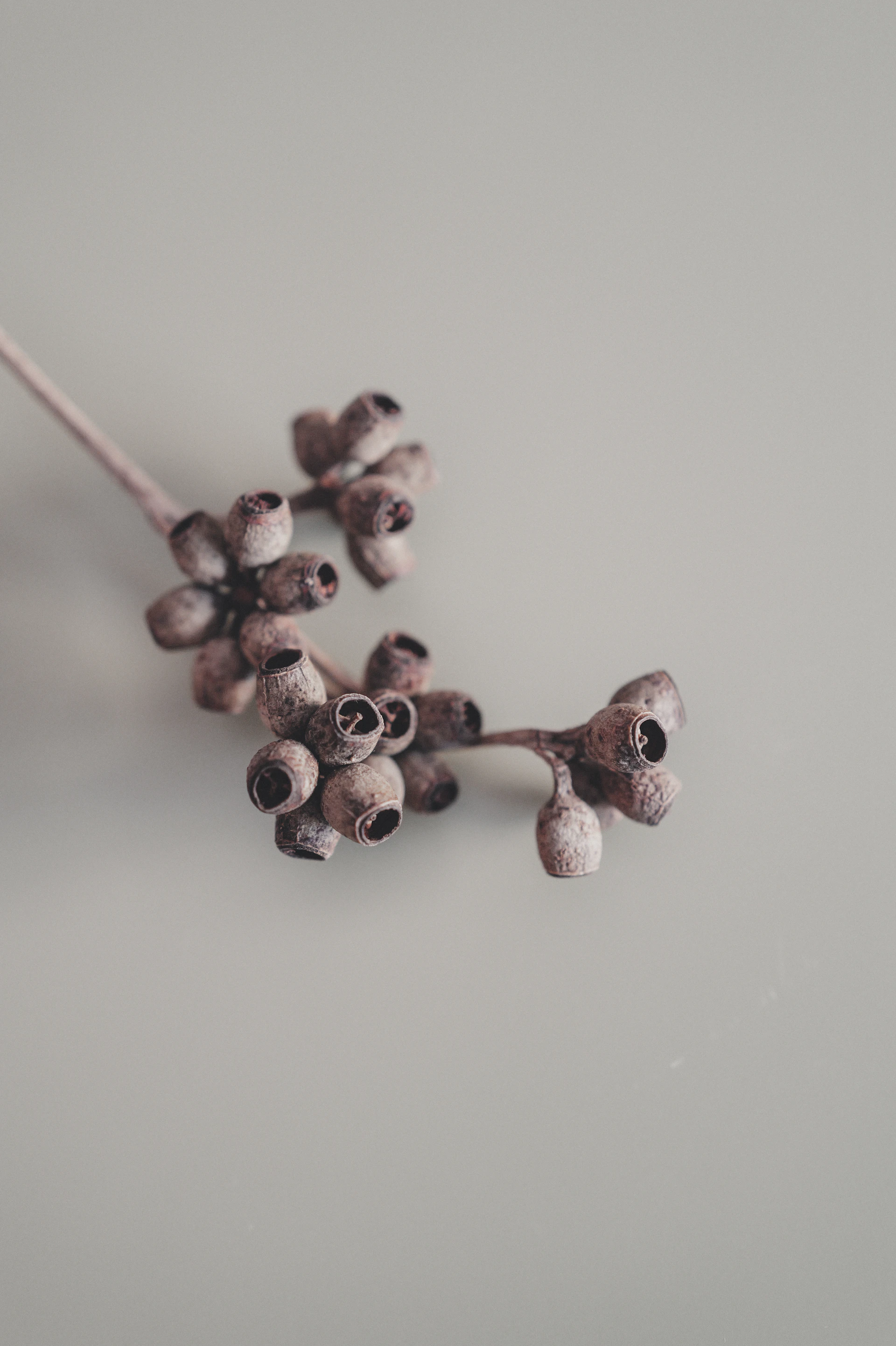 Dried eucalyptus seed pods on a light background