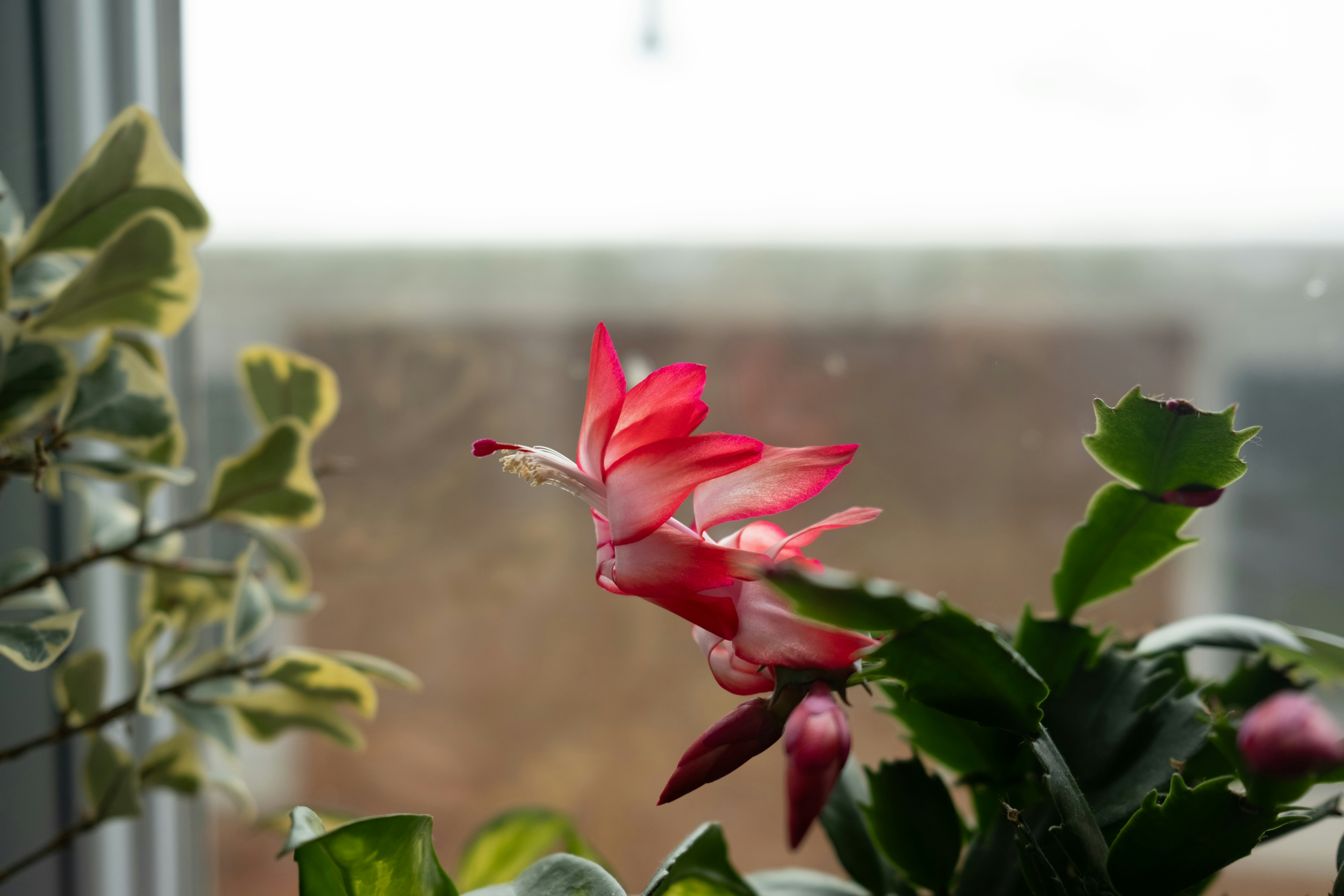 A blooming Christmas Cactus in a decorative indoor pot - low light cactus plants