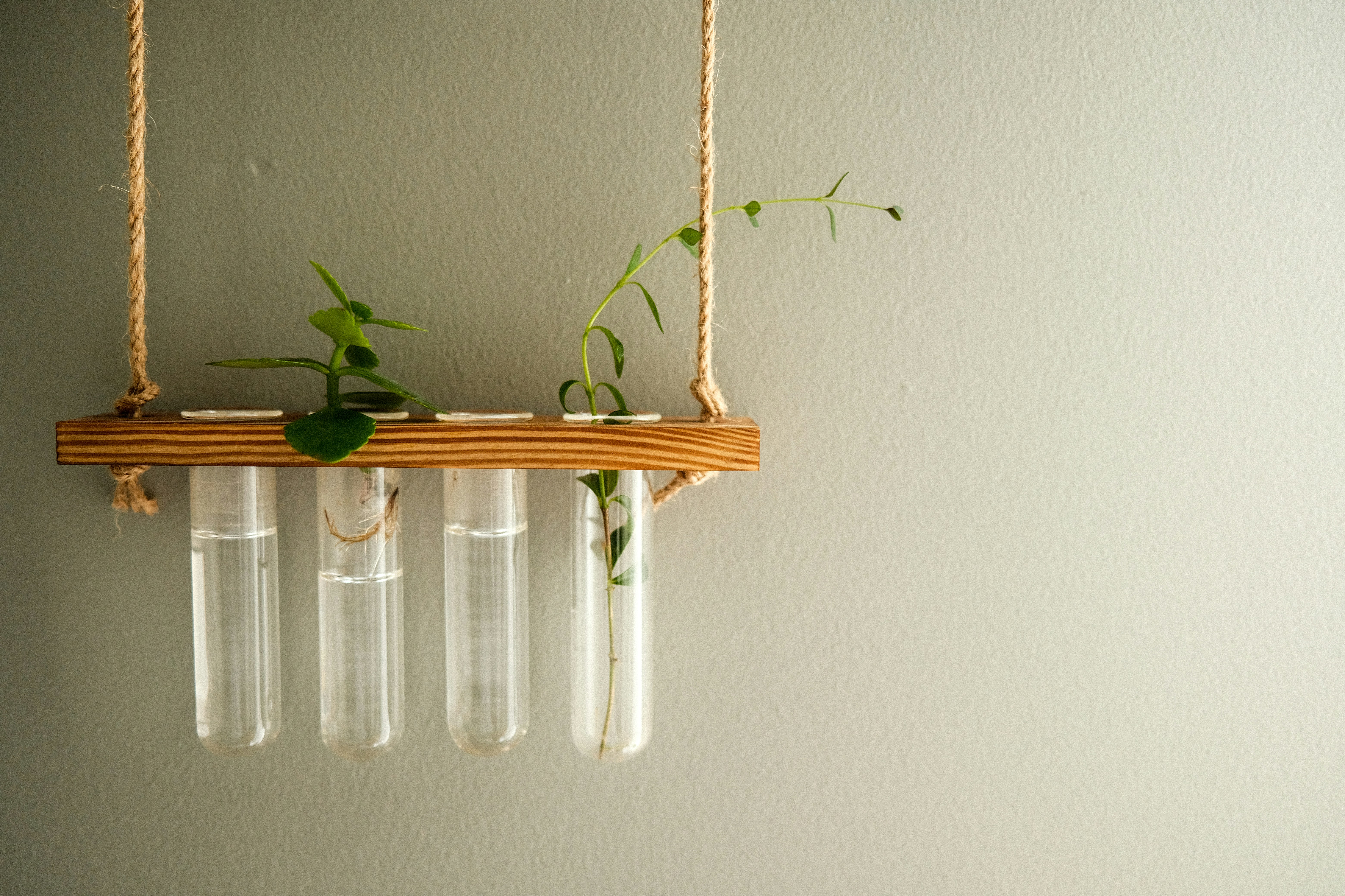 hanging wooden plant propagation station with glass test tubes and small green plant cuttings rooting in water