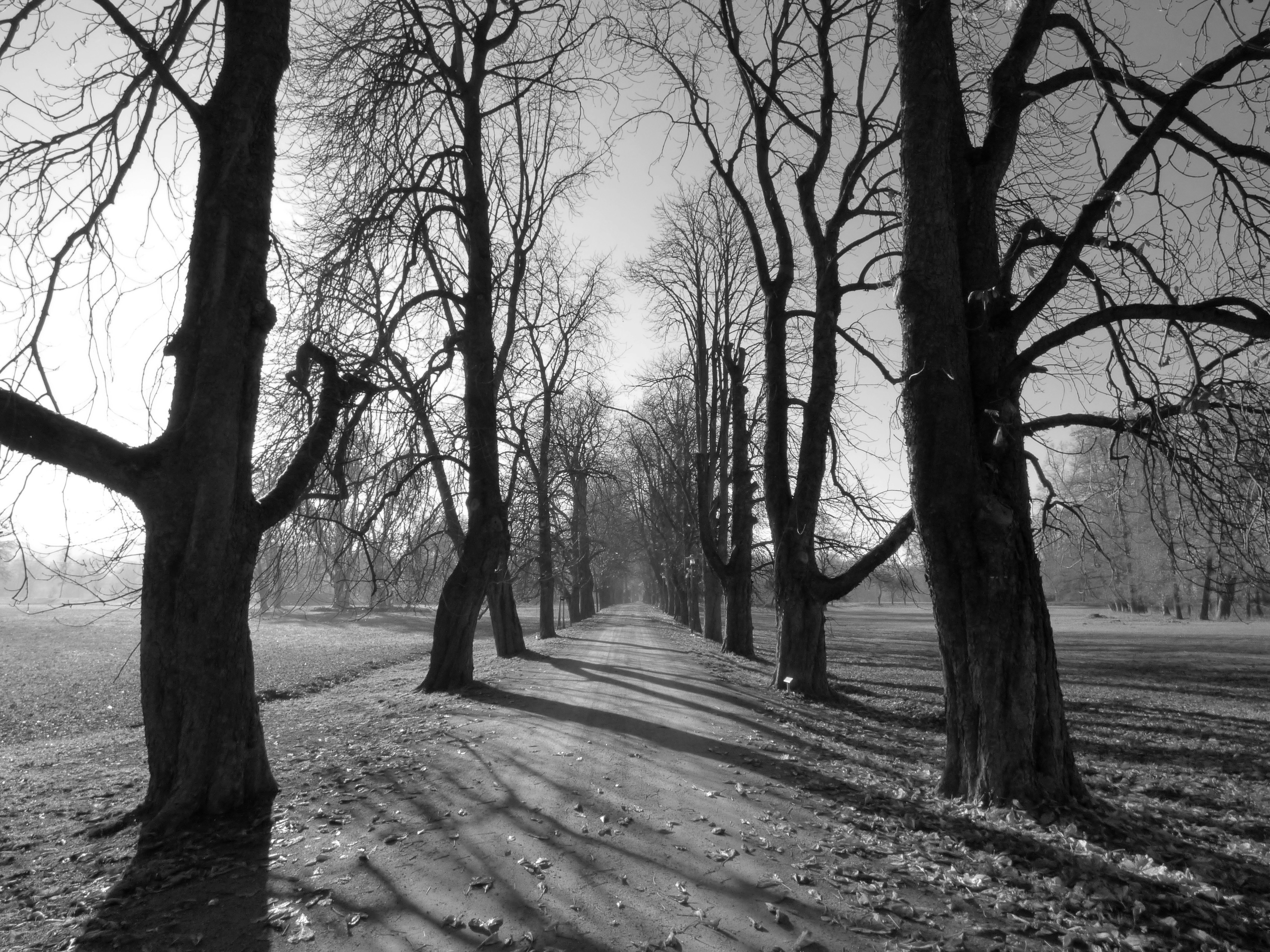 Photo by nikodemus777