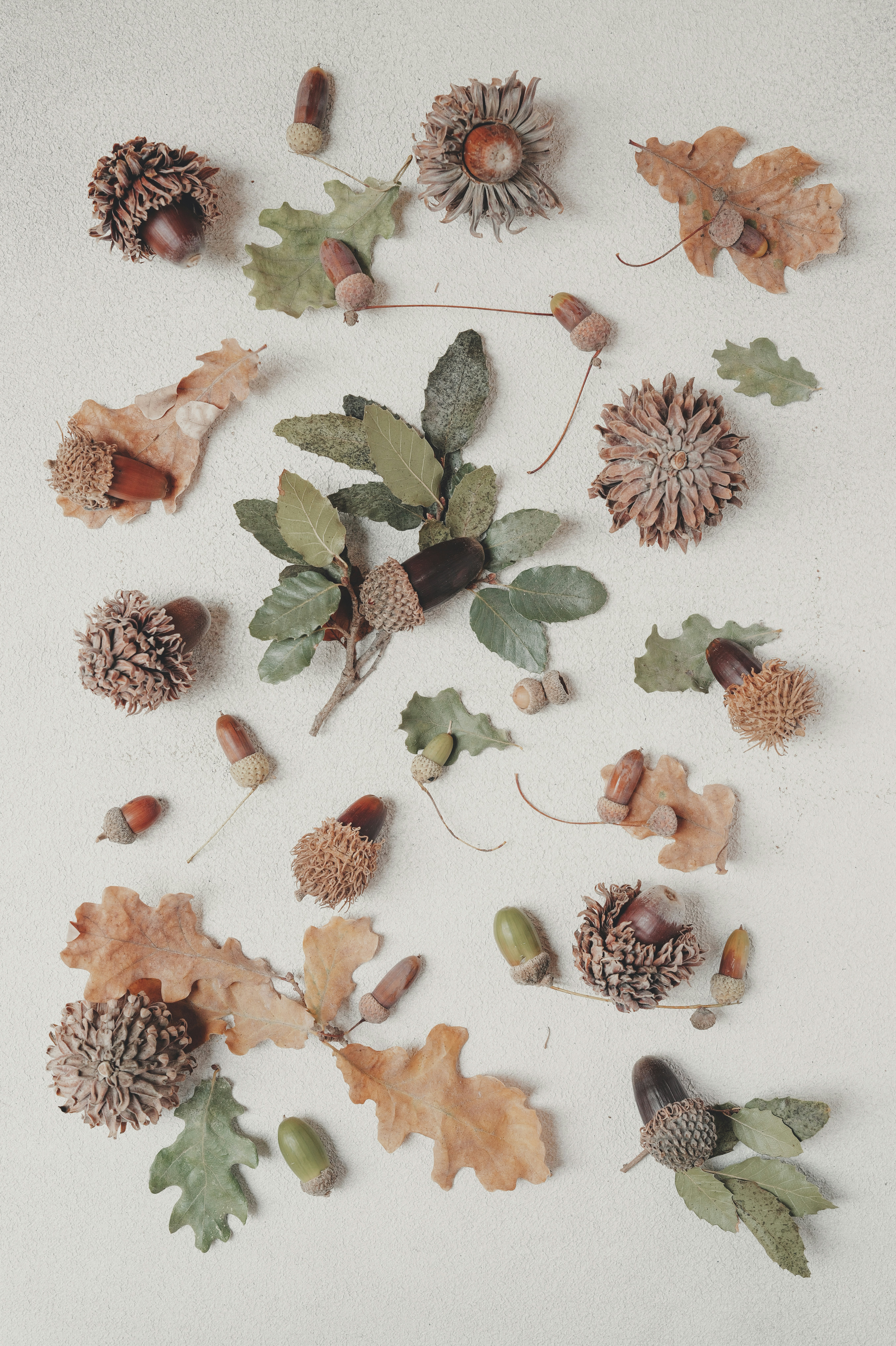 Autumn leaves, acorns, and seed pods arranged creatively.