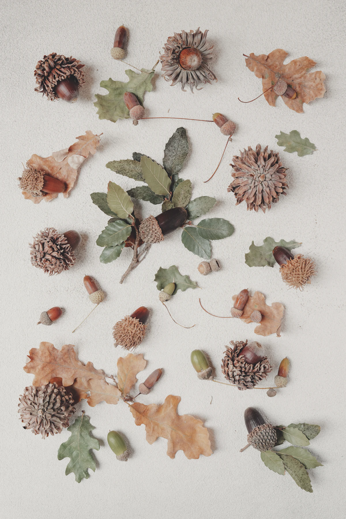 Acorns and oak leaves arranged neatly on a pale surface