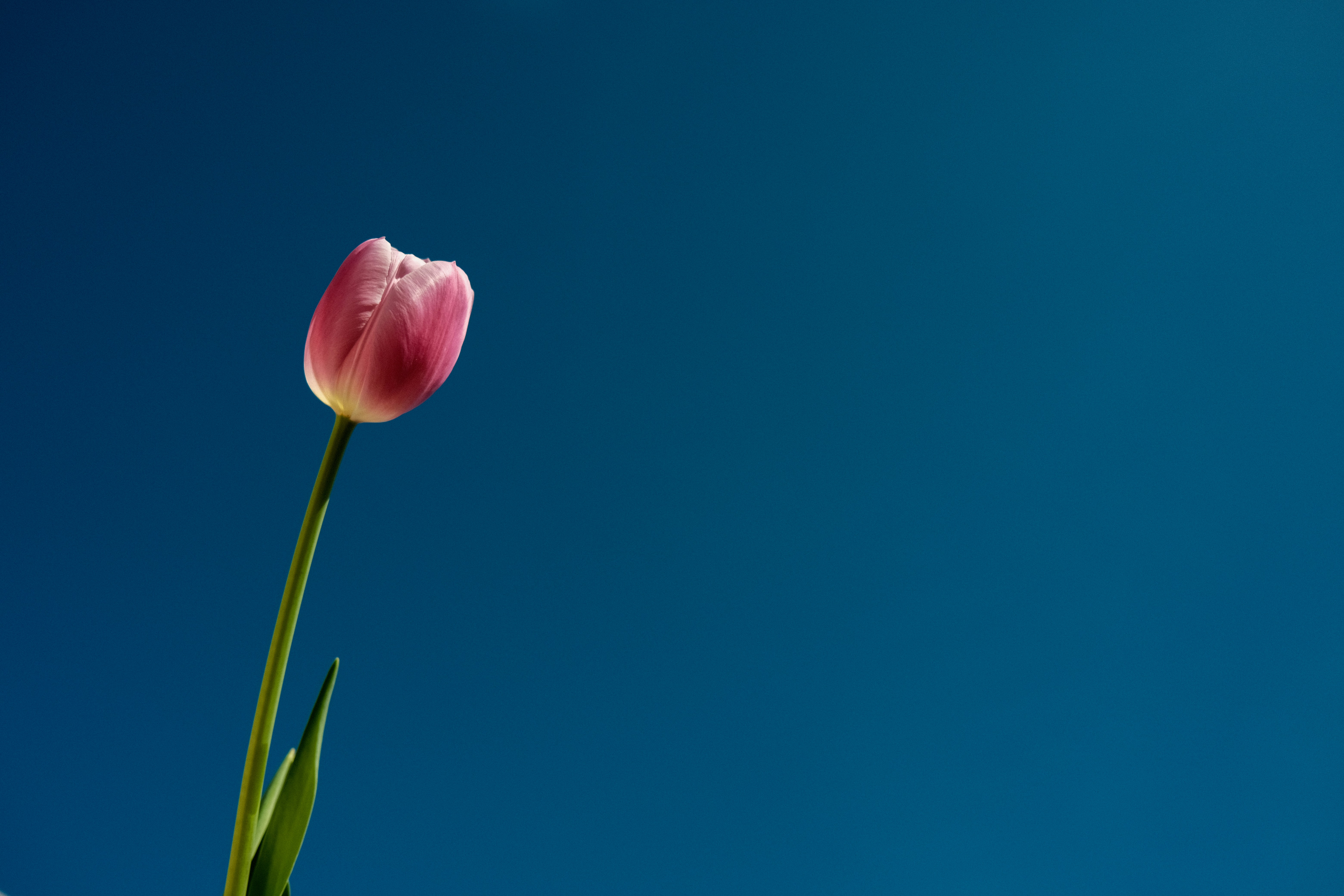 Photo by aliocreative