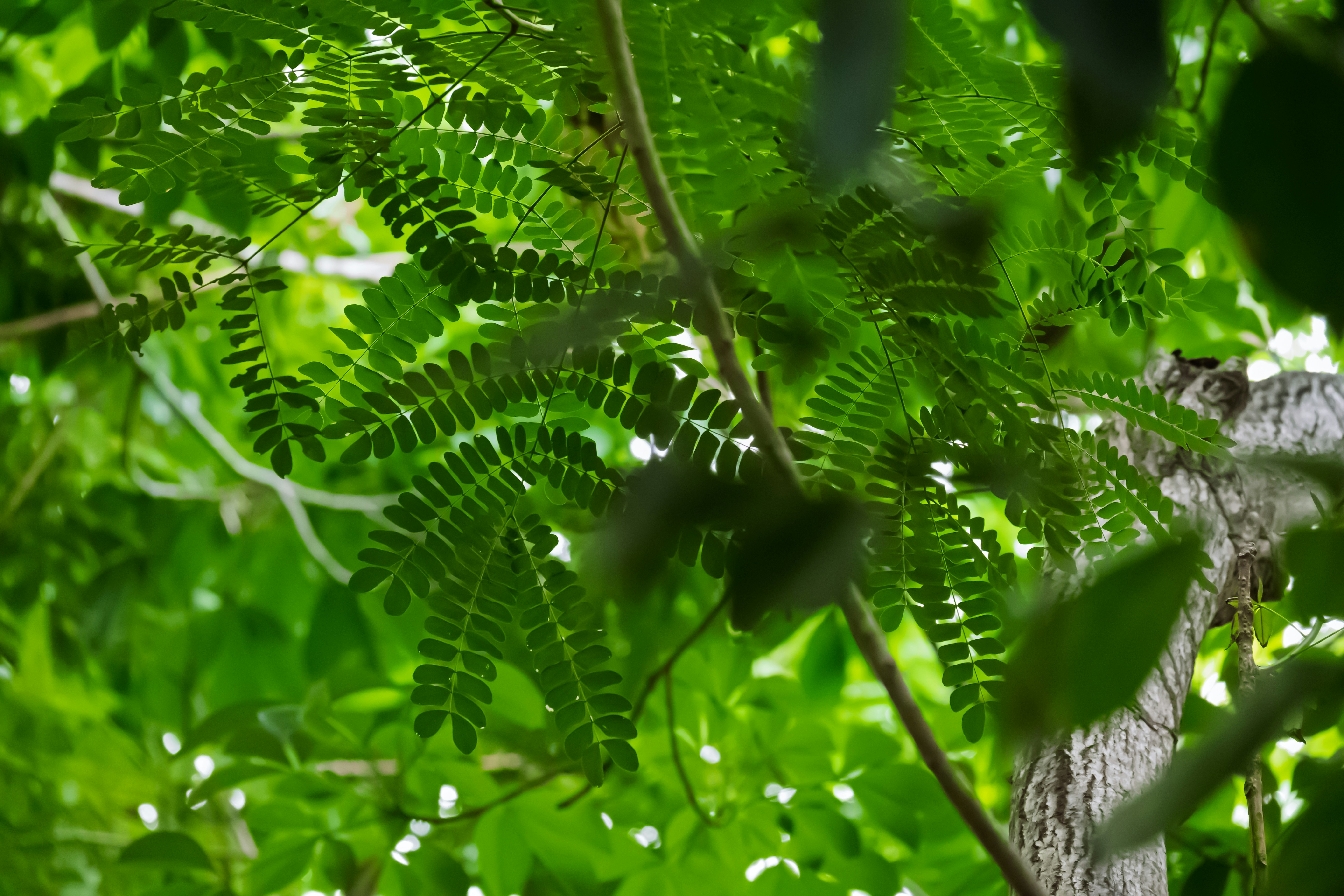 Green leaves and tree trunk in forest