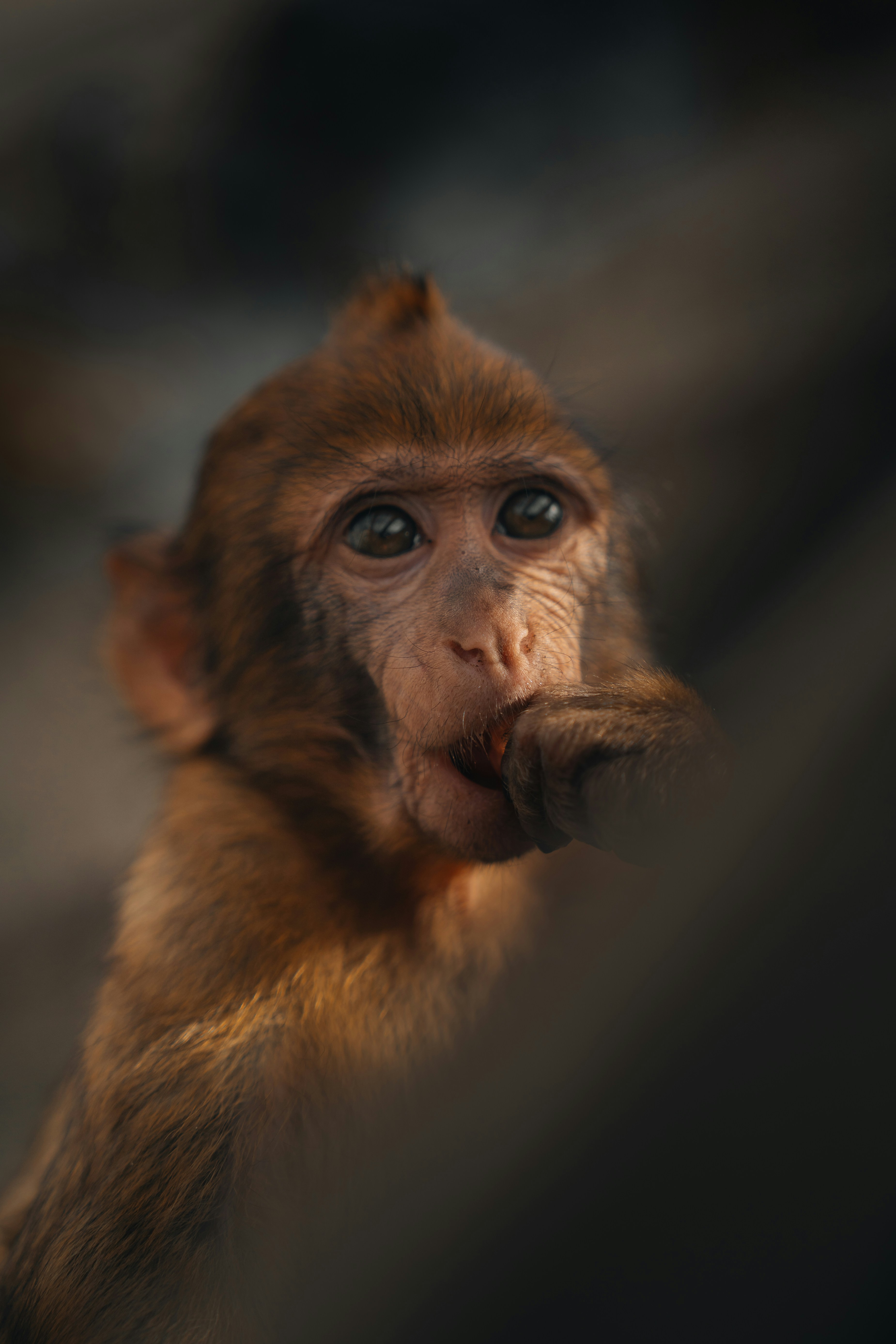 A young monkey eating a piece of food.