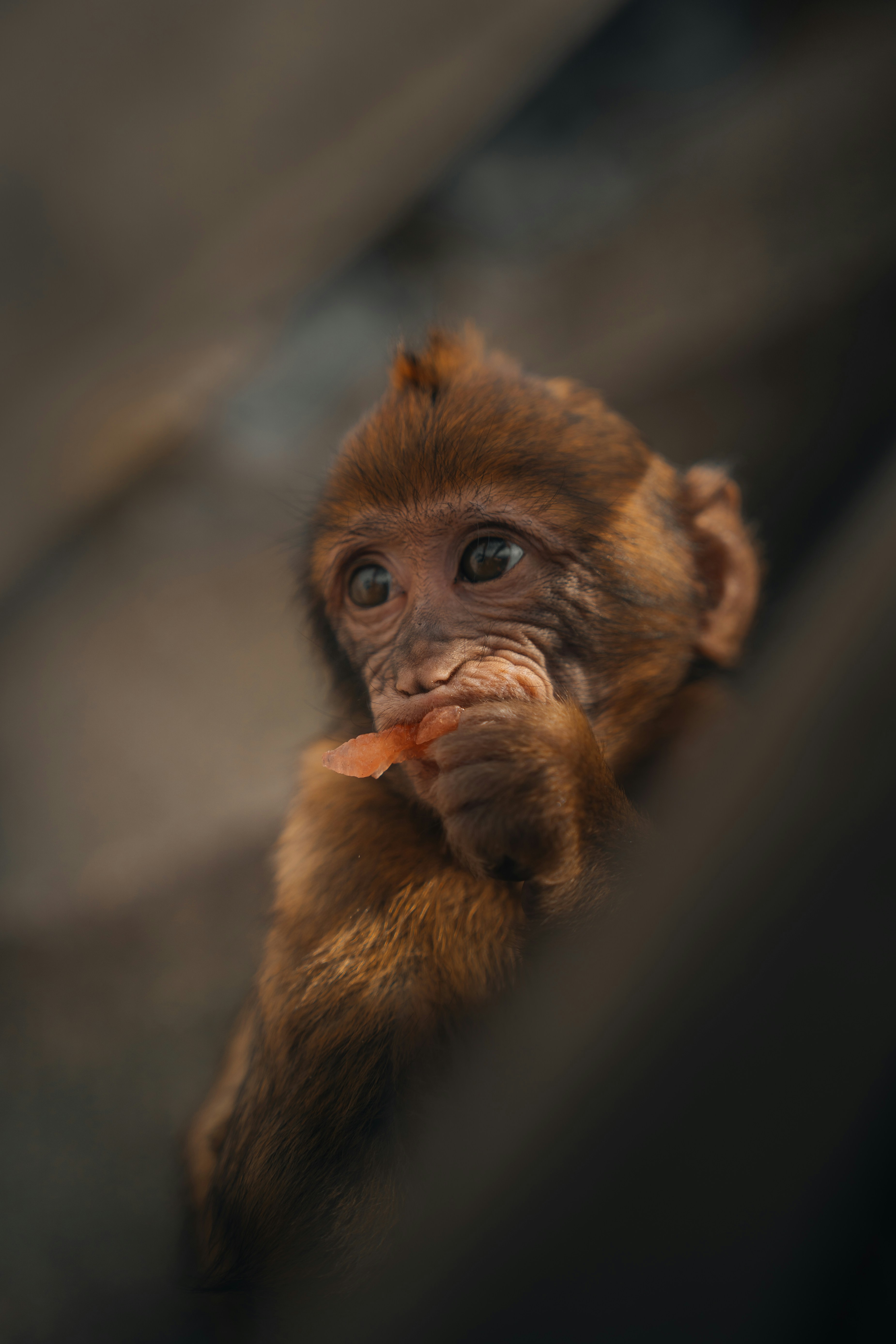 A baby monkey eating a piece of fruit.