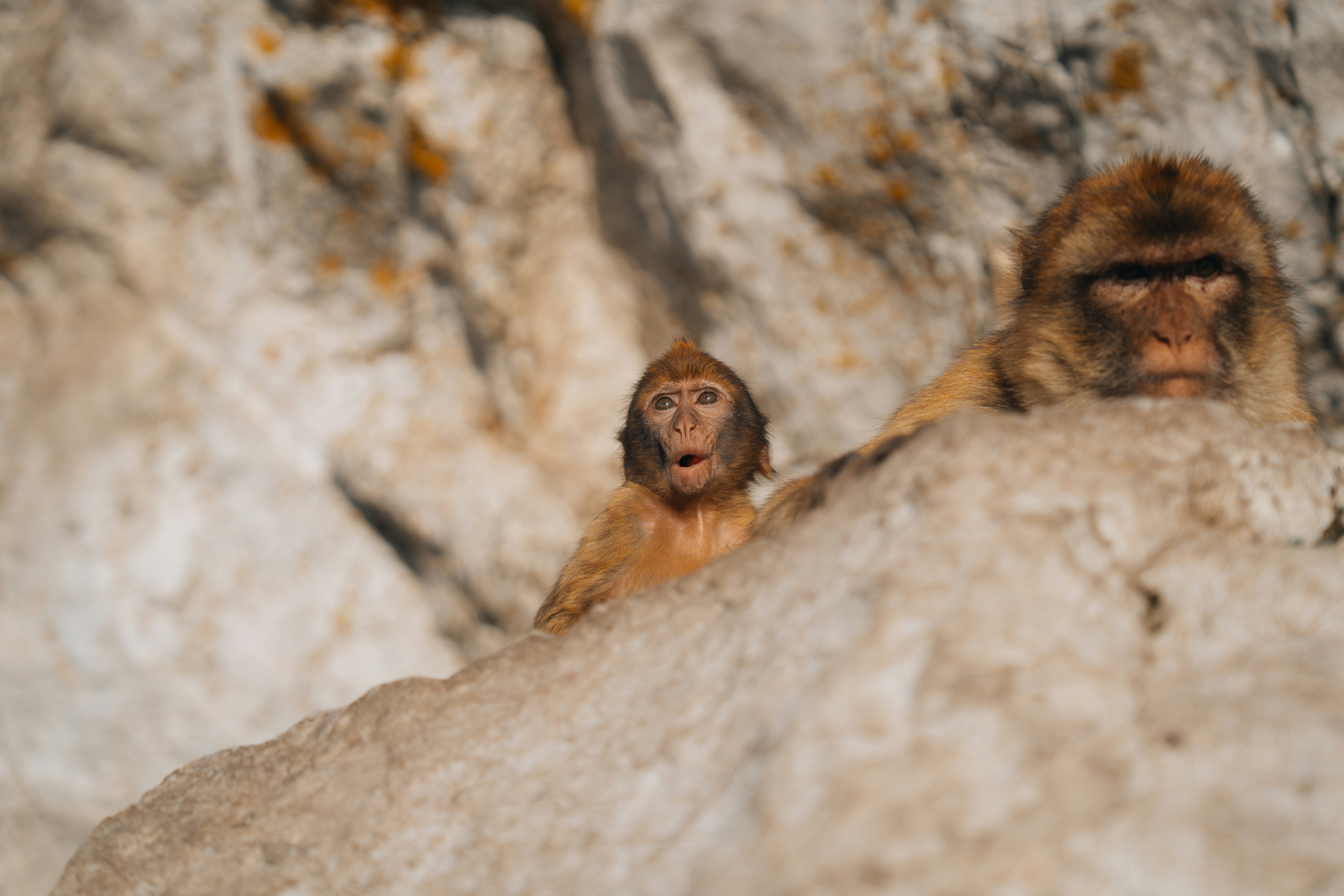 A baby monkey peeks out from behind a rock.