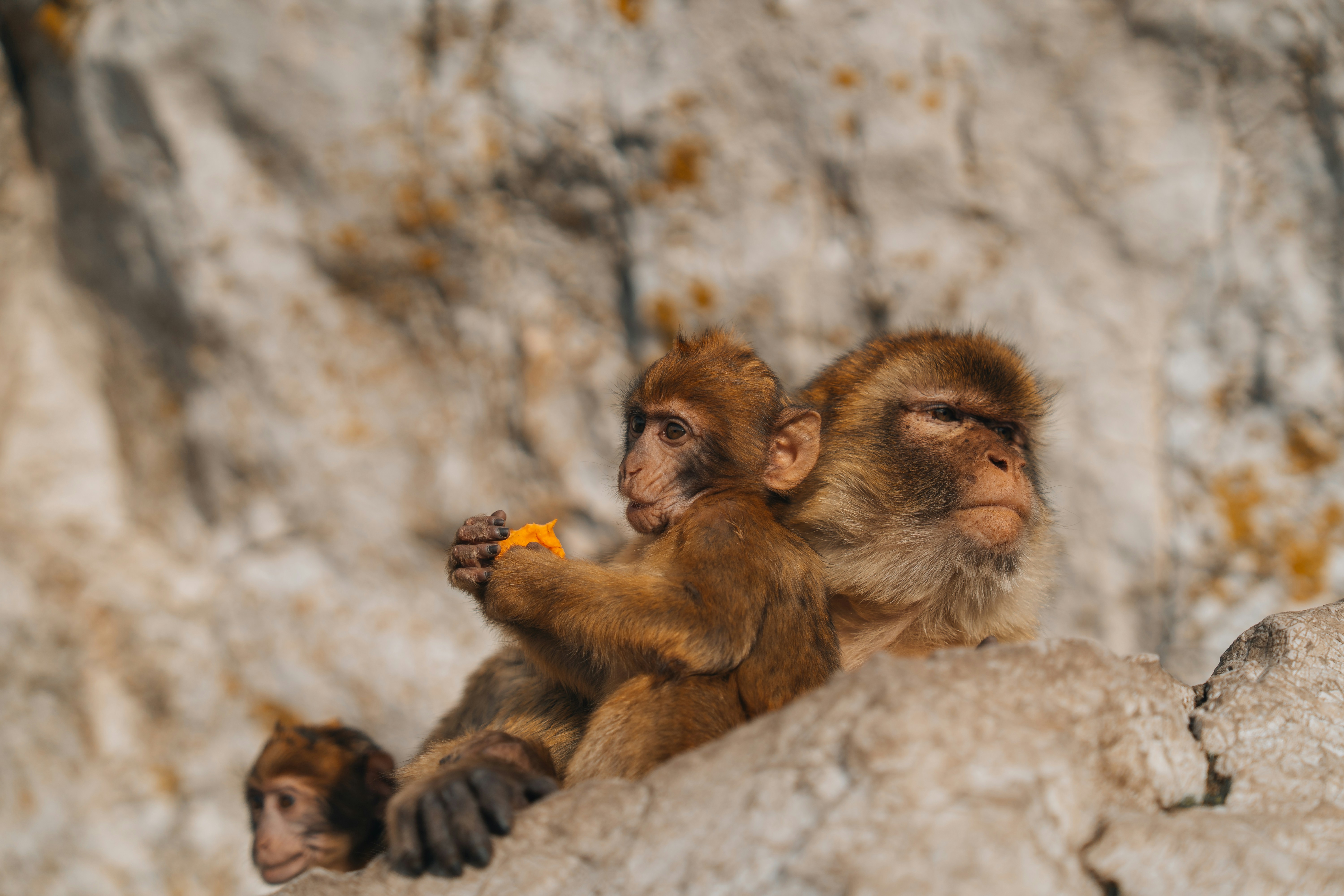 Three barbary macaques sit on a rocky outcrop.